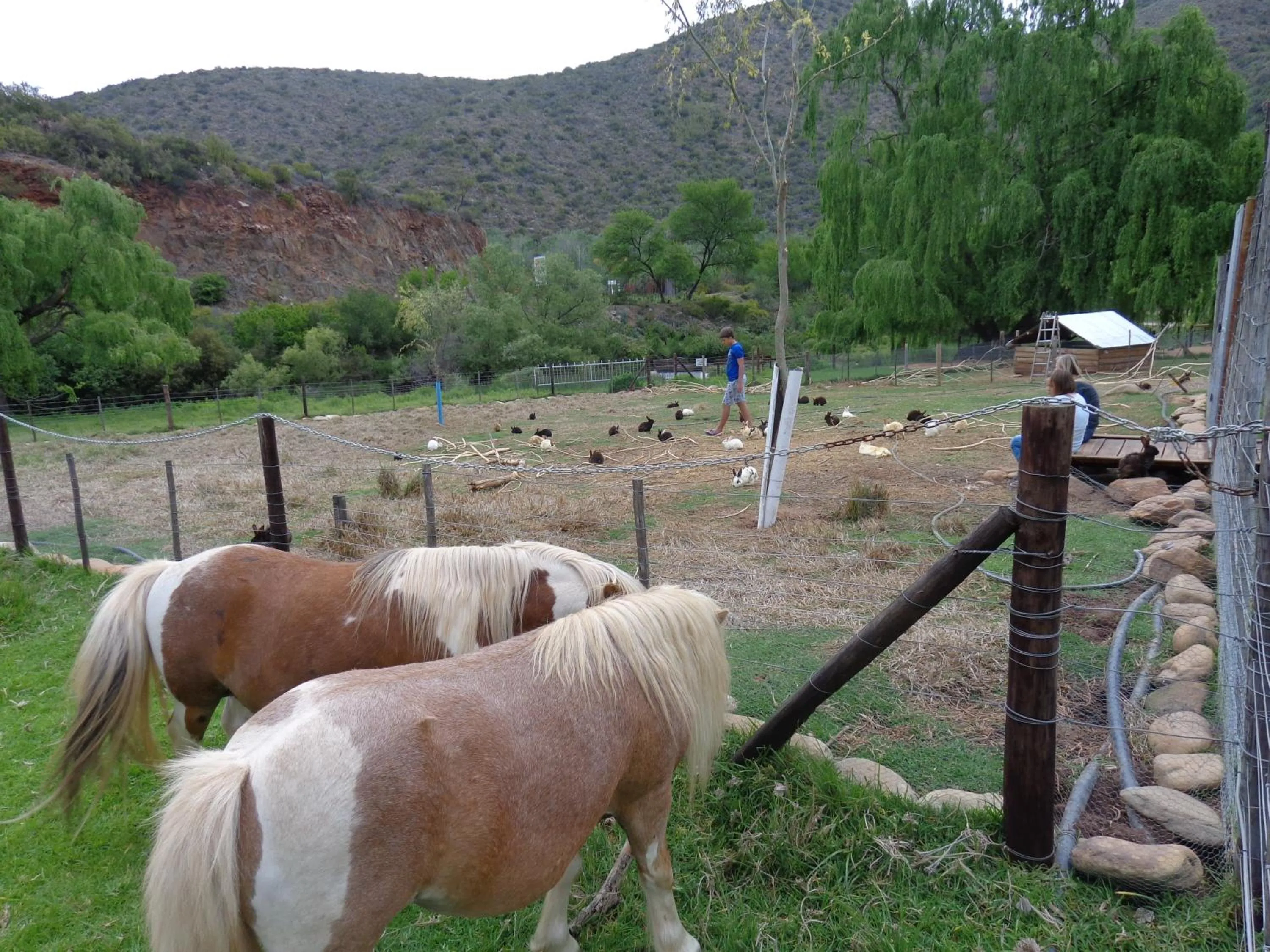 Pets in De Oude Meul Country Lodge & Restaurant