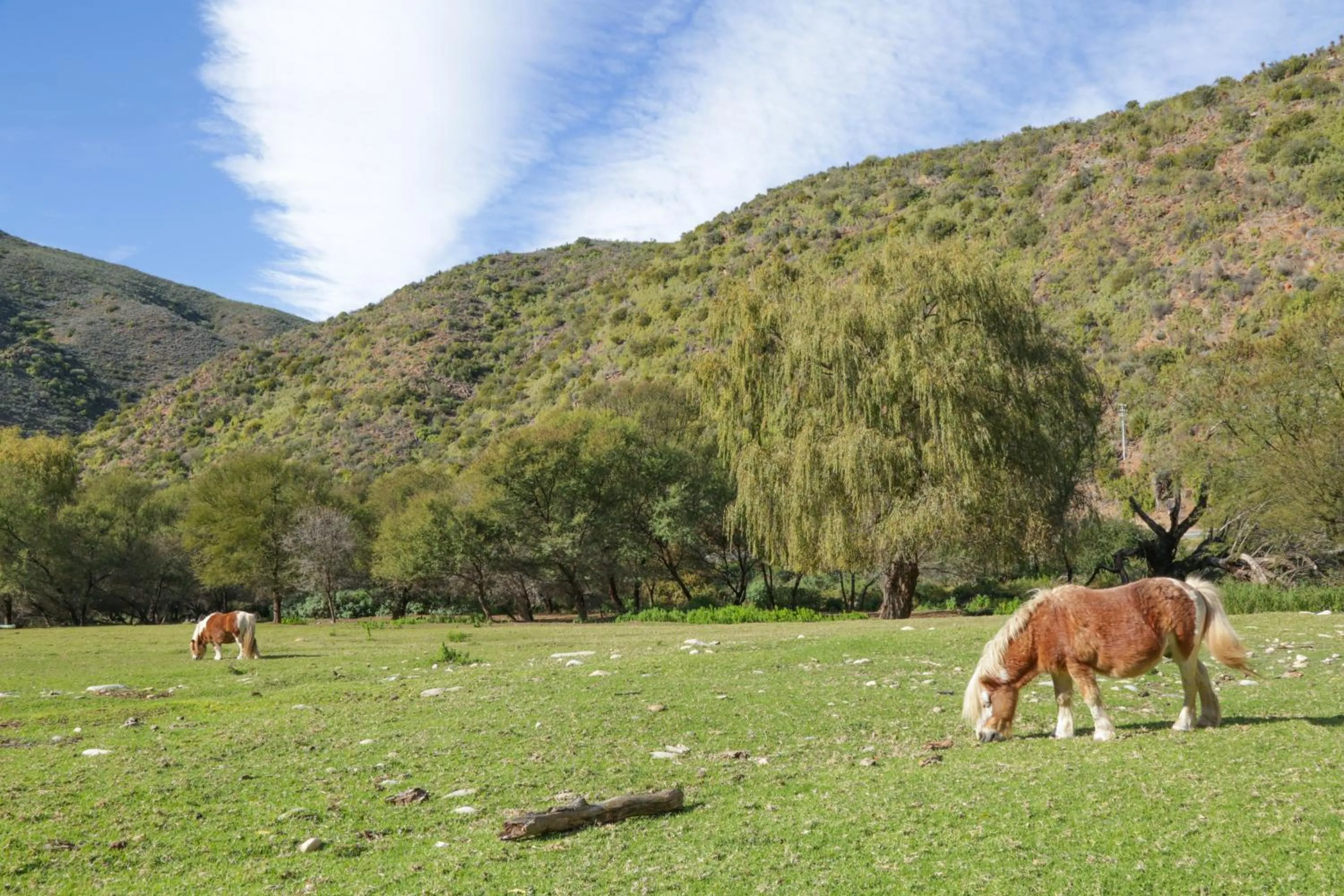 Animals in De Oude Meul Country Lodge & Restaurant