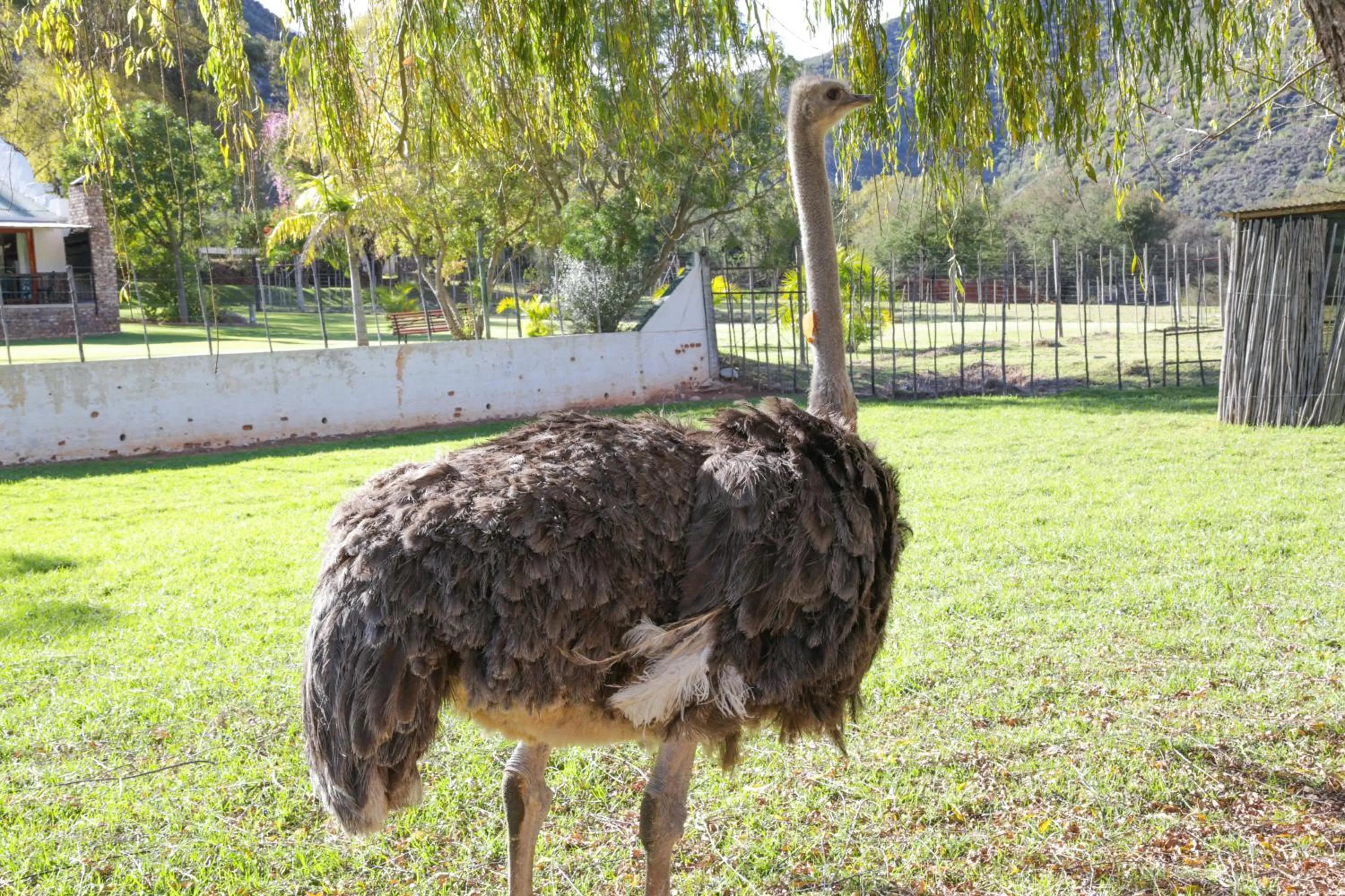 Animals in De Oude Meul Country Lodge & Restaurant