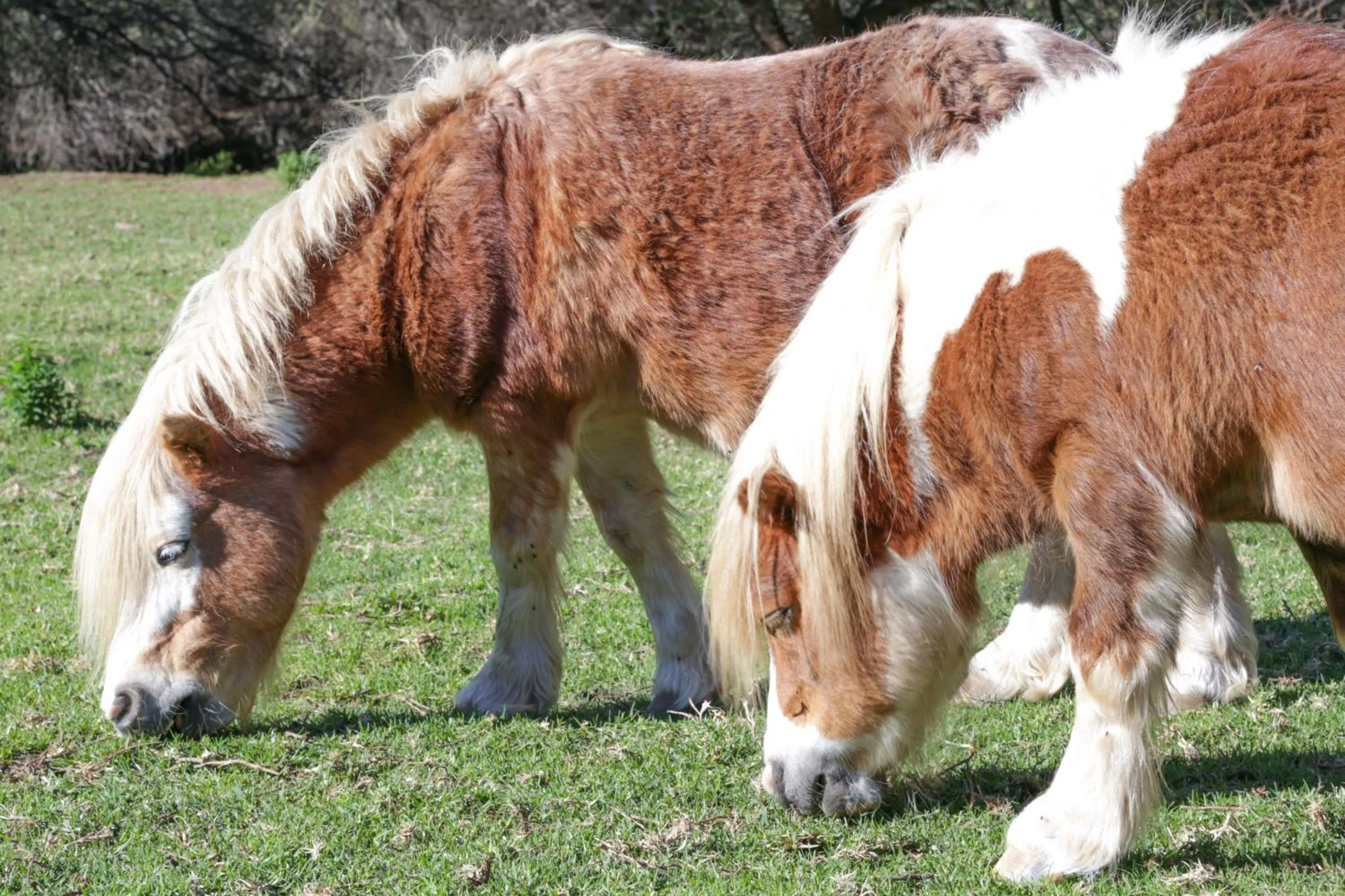 Animals in De Oude Meul Country Lodge & Restaurant