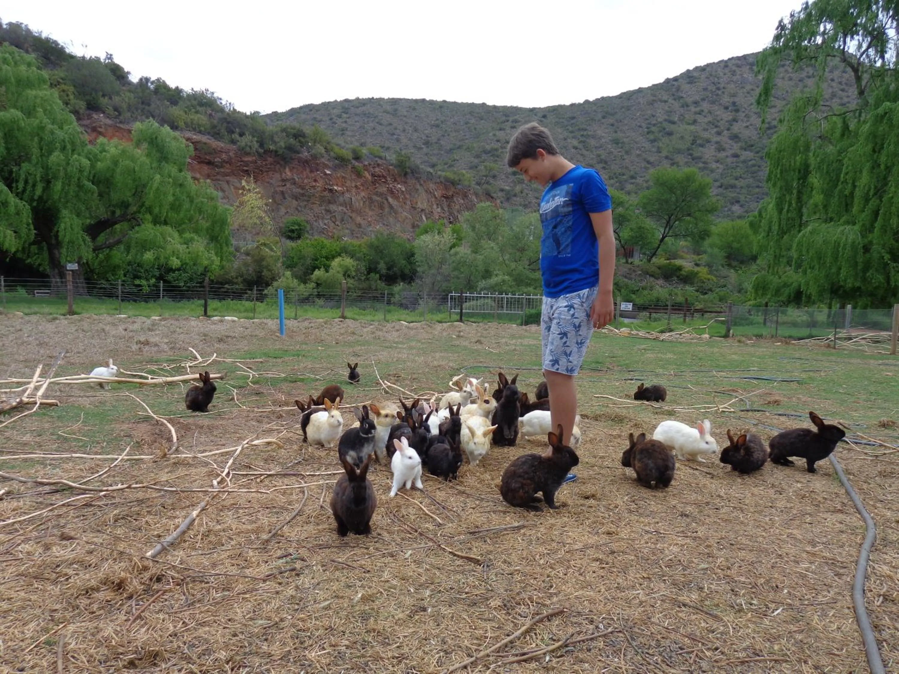 Day in De Oude Meul Country Lodge & Restaurant