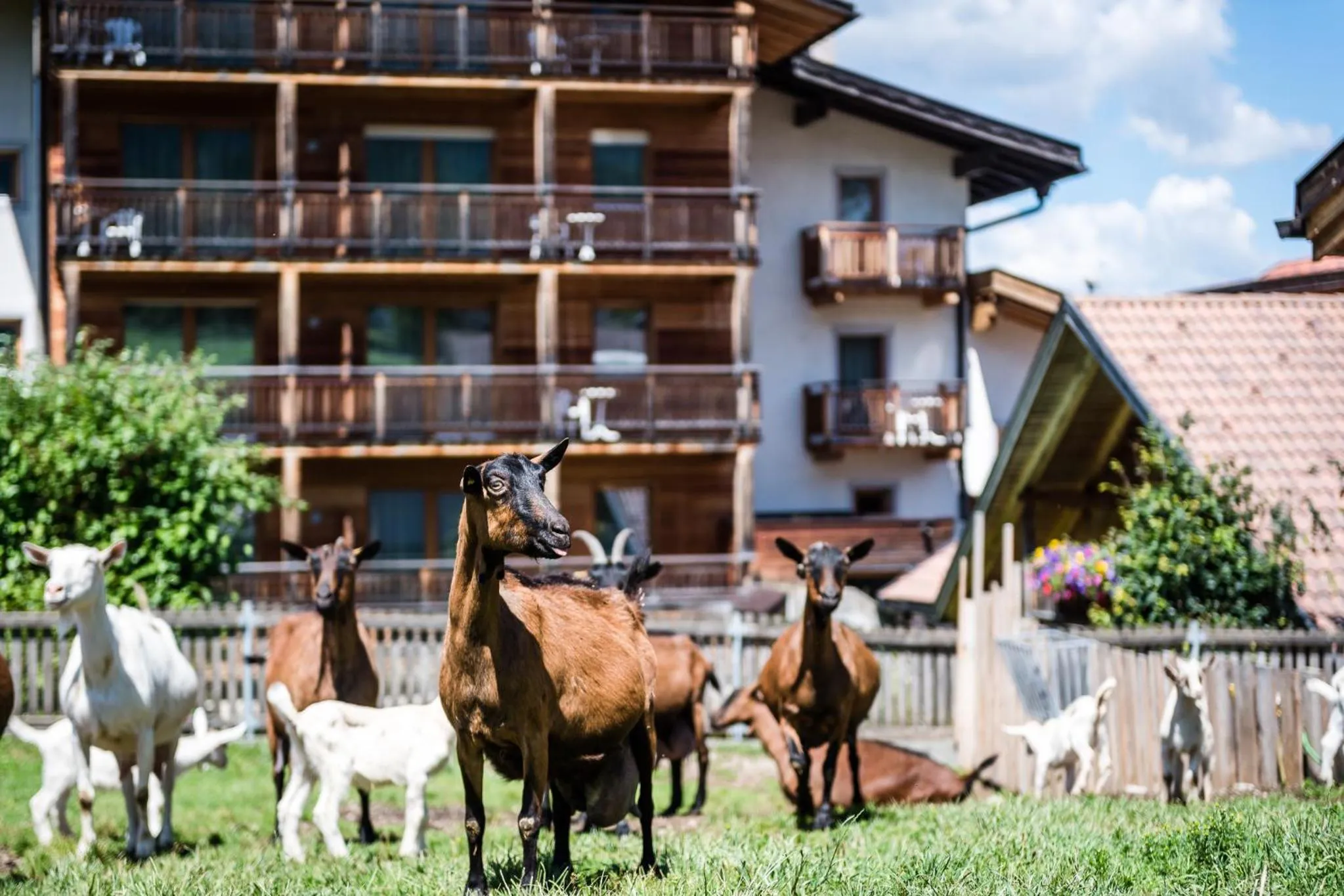 Animals in Sporthotel Exclusive