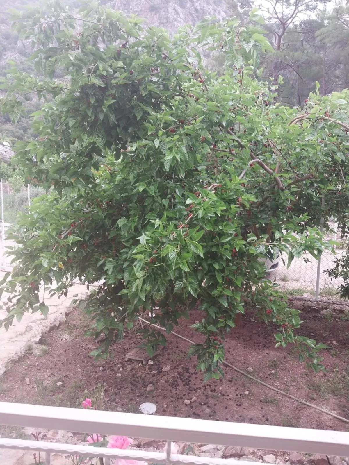 Garden in Village Garden Pansiyon