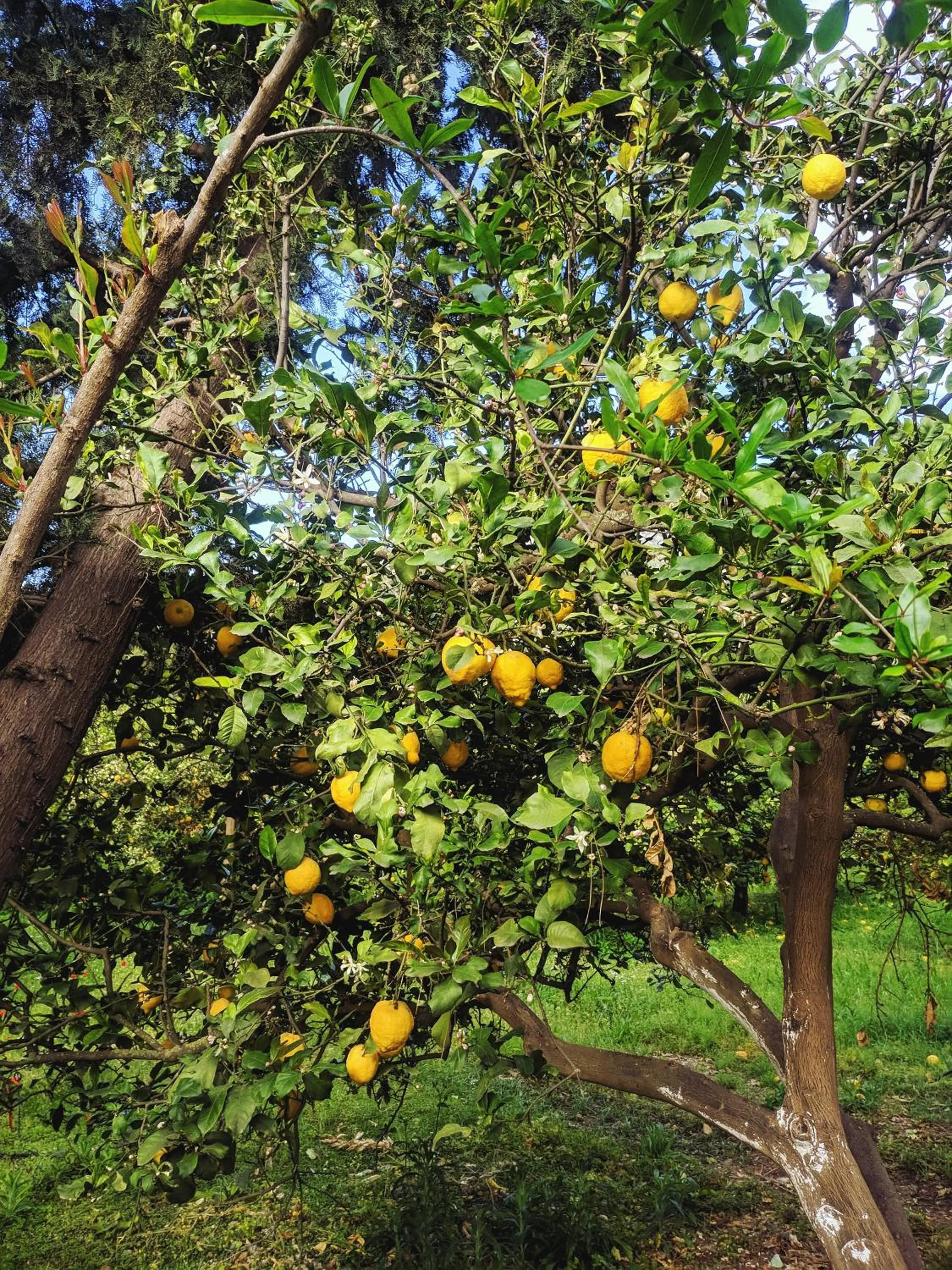Natural landscape in Village Garden Pansiyon