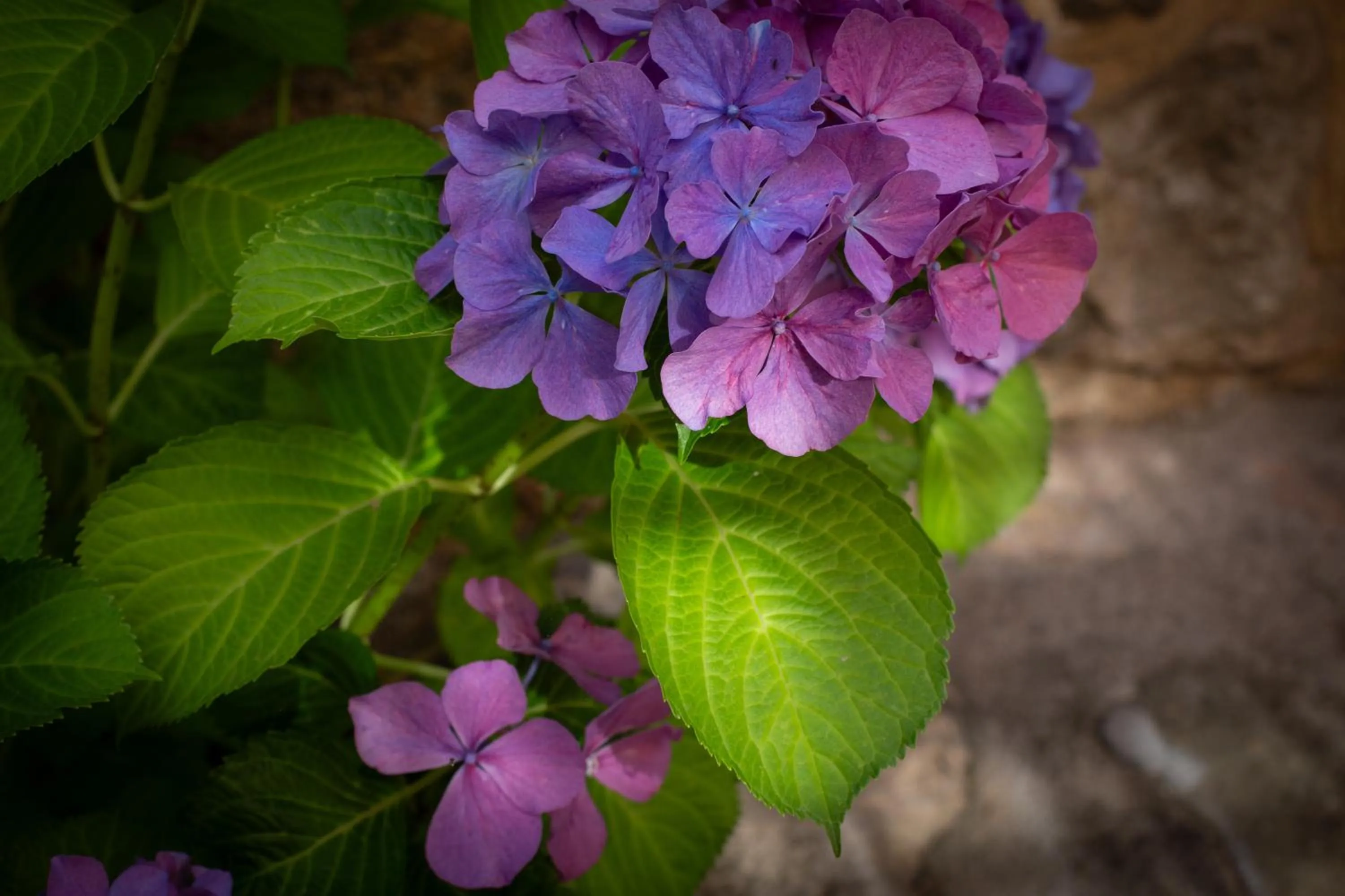 Garden in Hotel Mas 1670 - Adults Only