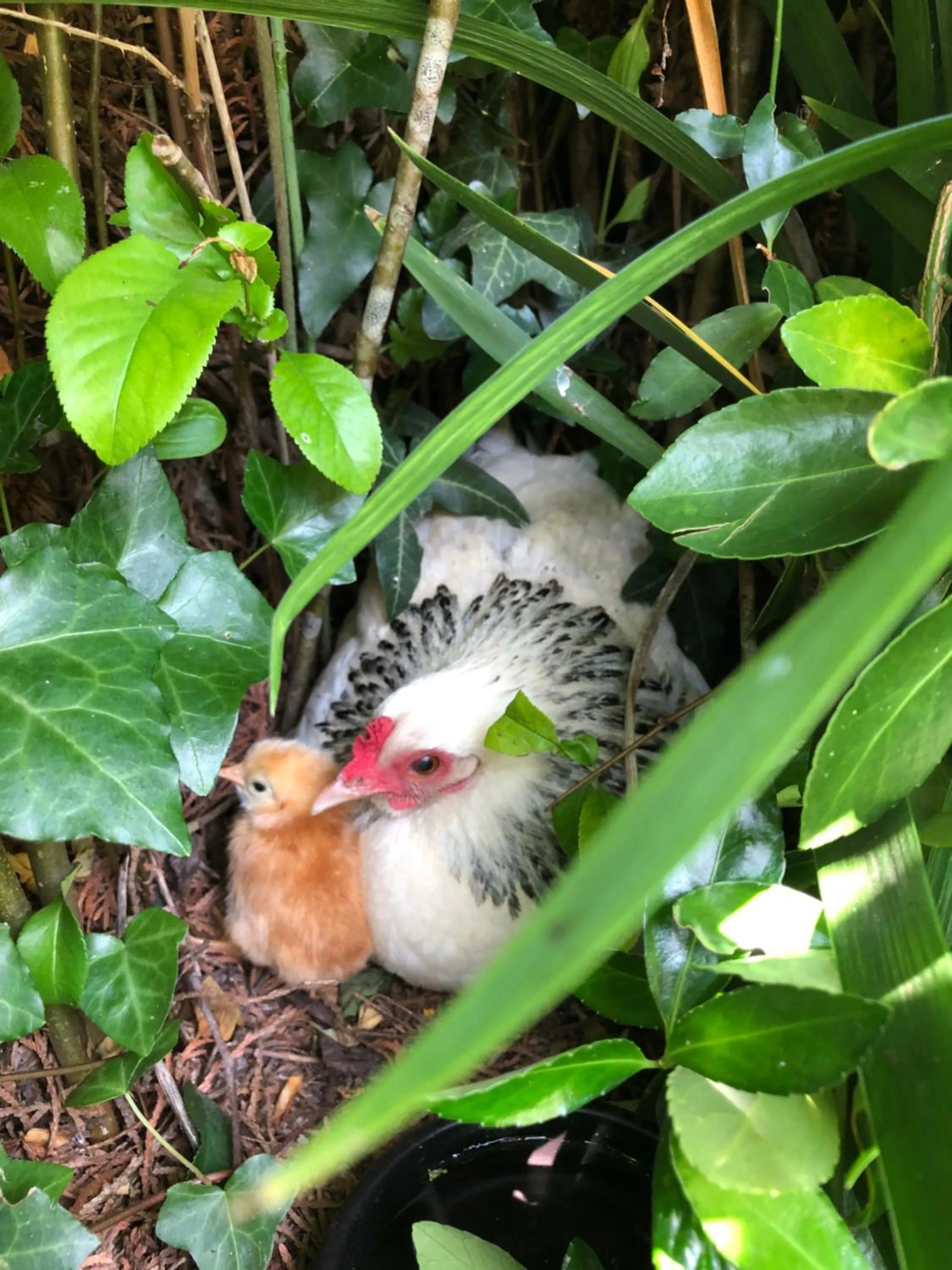 Garden in Le Logis de Vallans