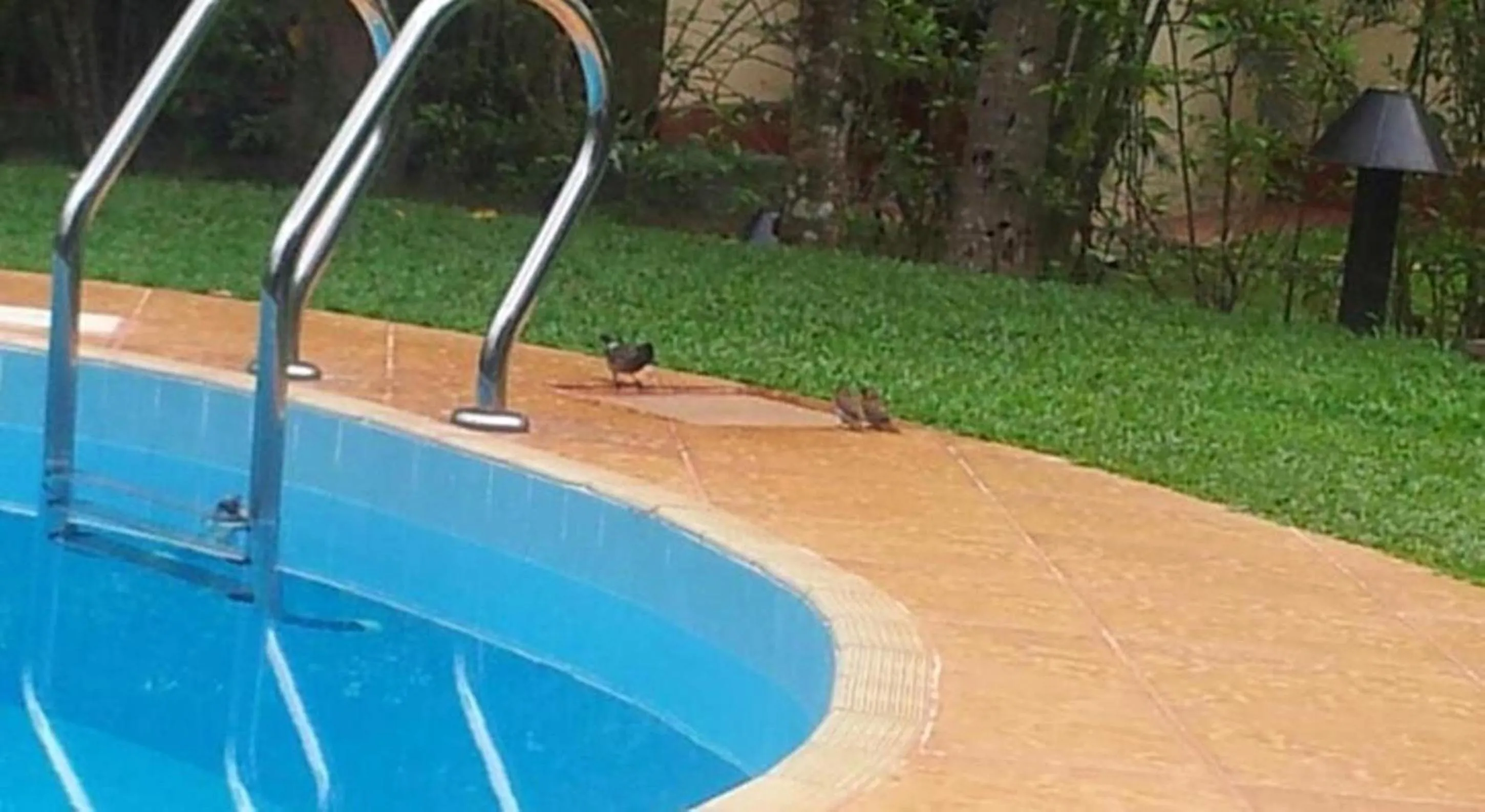 Swimming pool in Dalmanuta Gardens