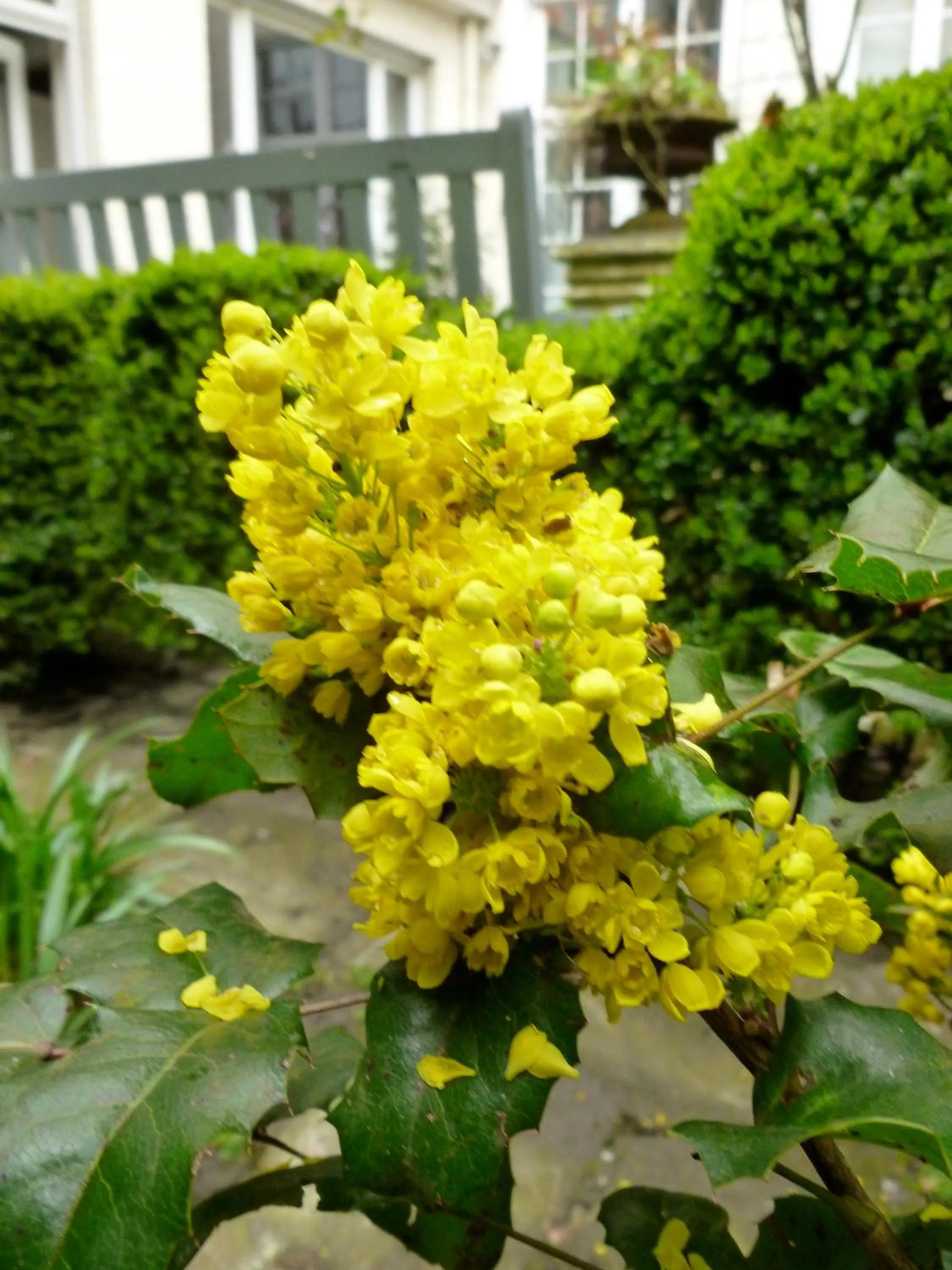 Garden in Hotel Alegria