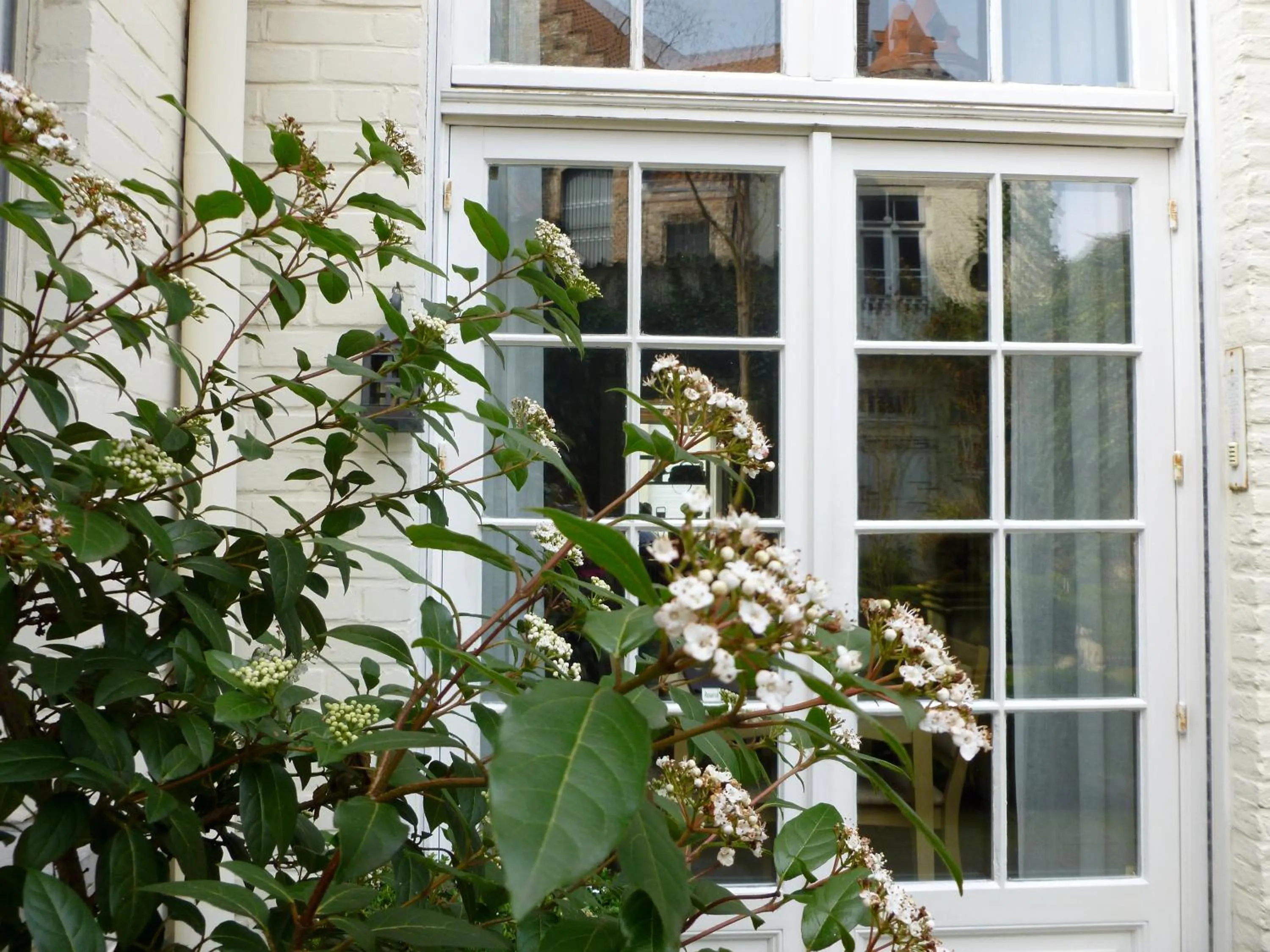 Garden in Hotel Alegria