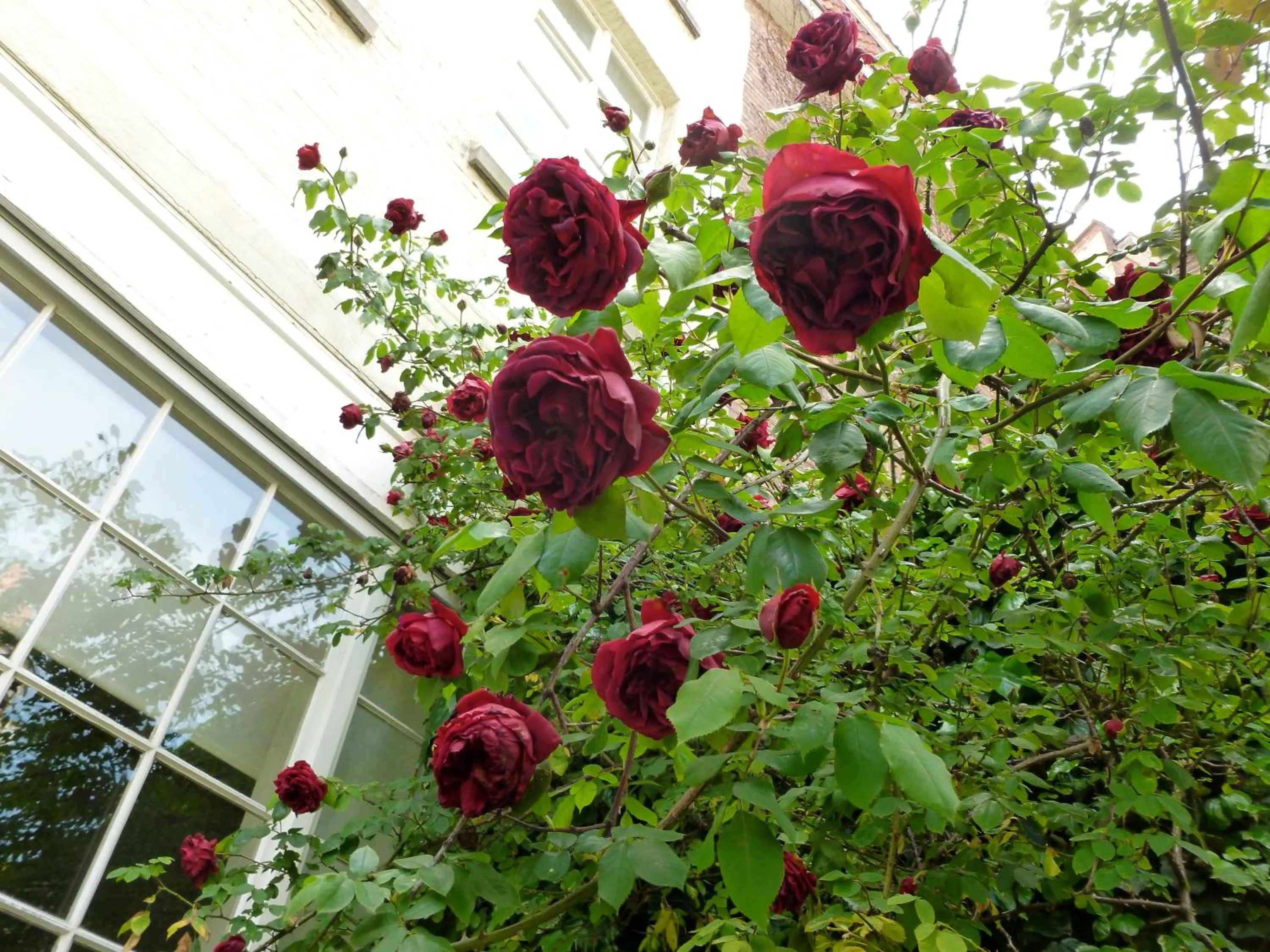 Garden in Hotel Alegria