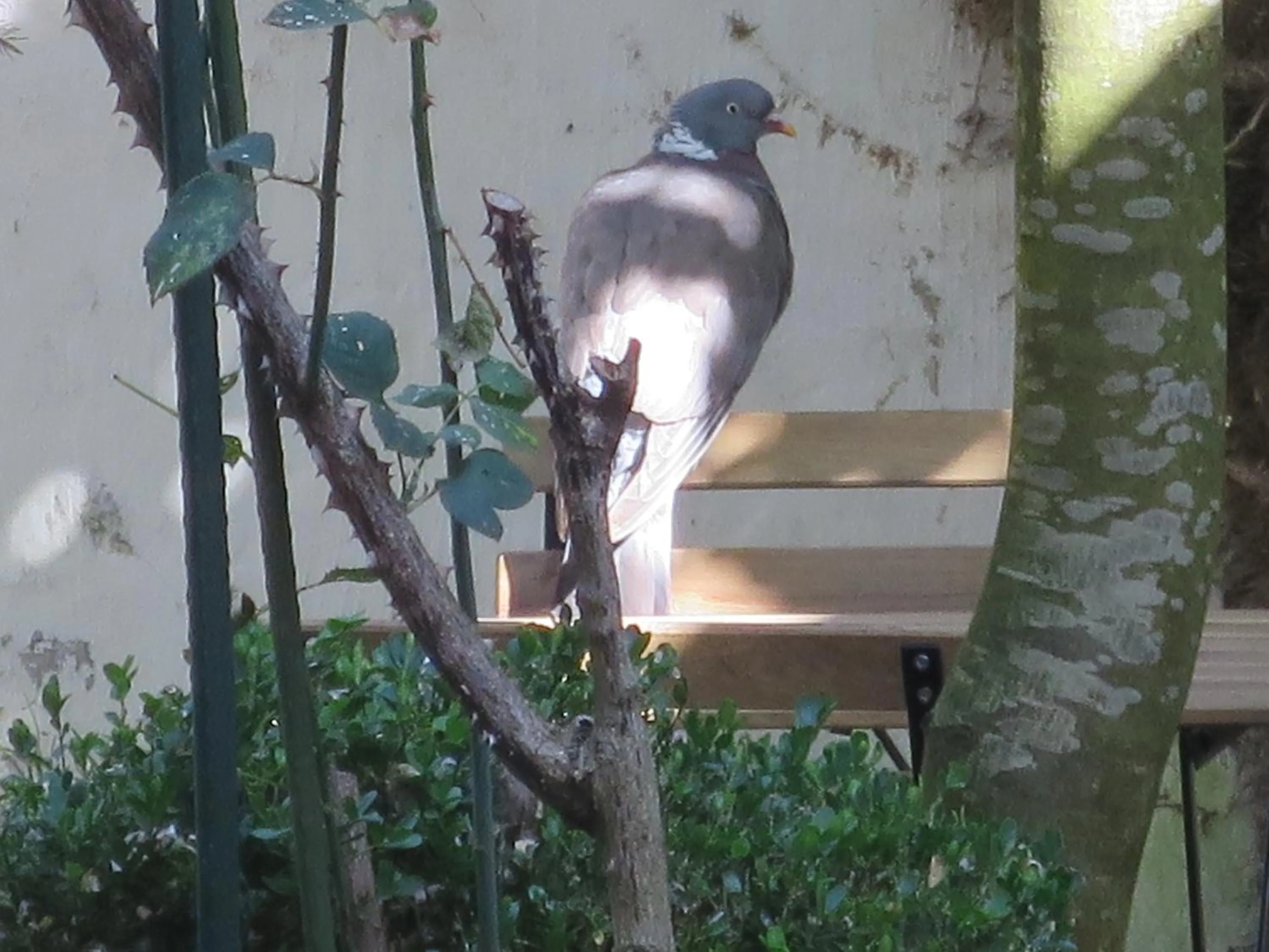 Garden in Hotel Alegria