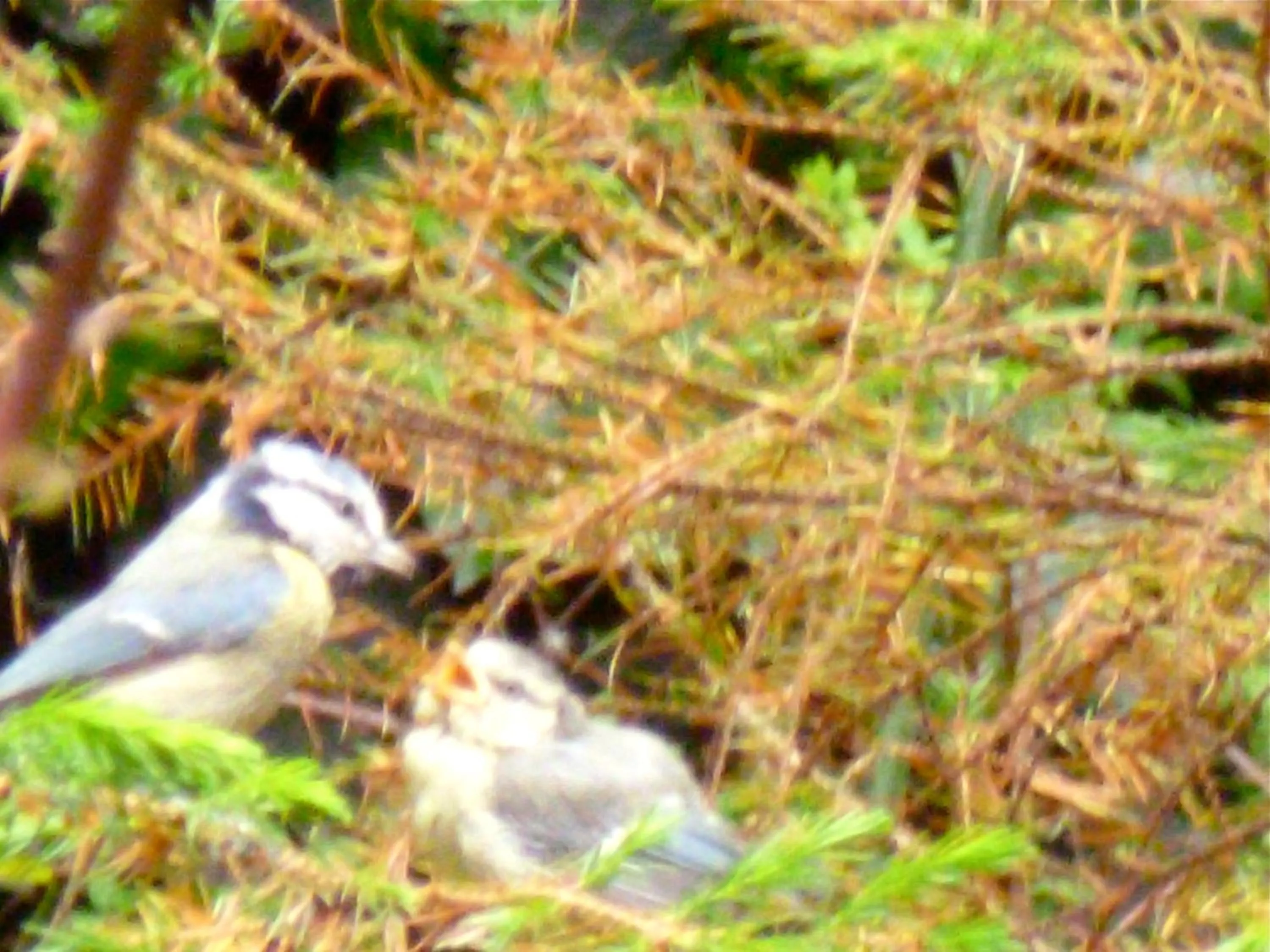 Garden in Hotel Alegria