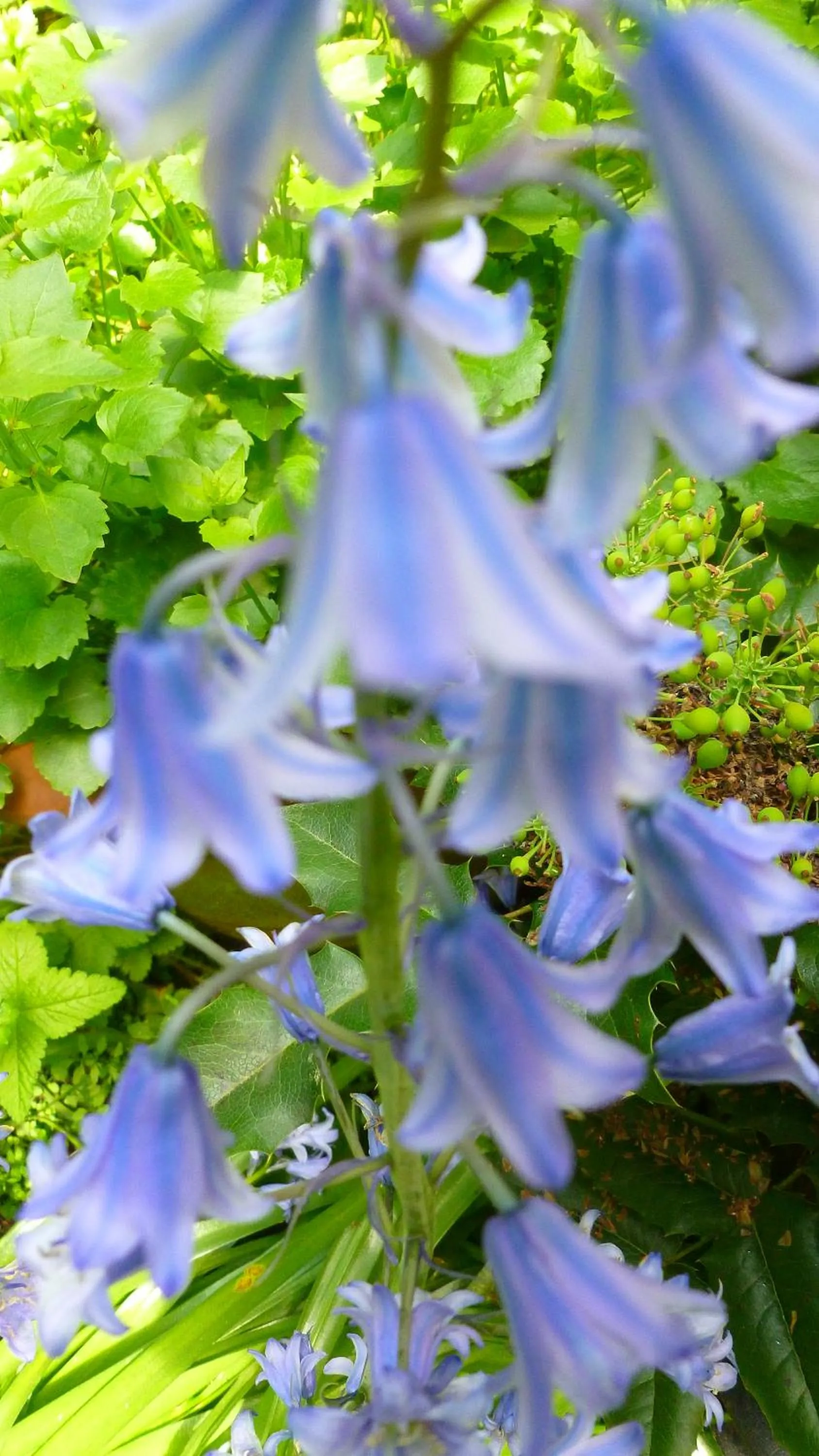 Garden view in Hotel Alegria