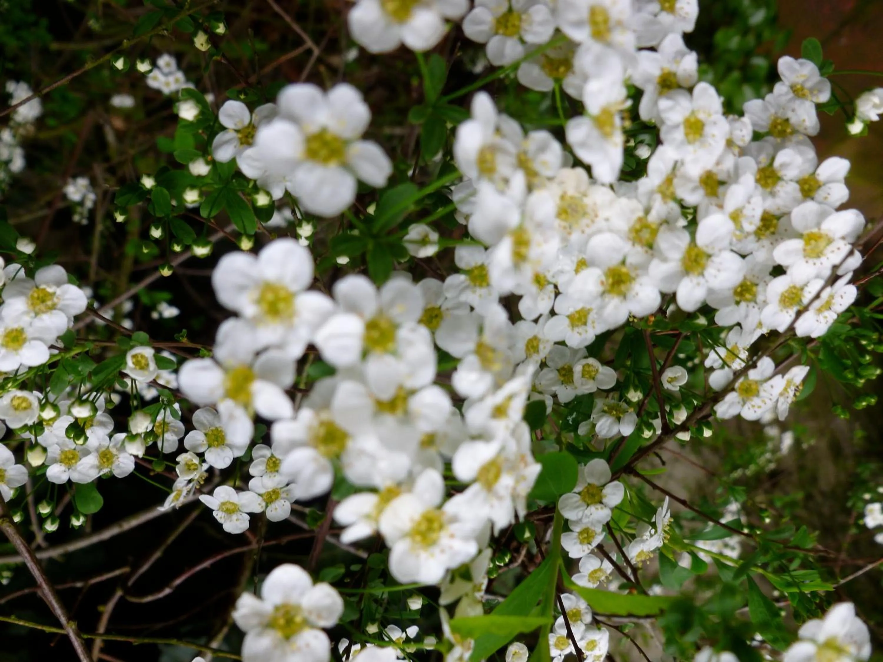 Garden in Hotel Alegria