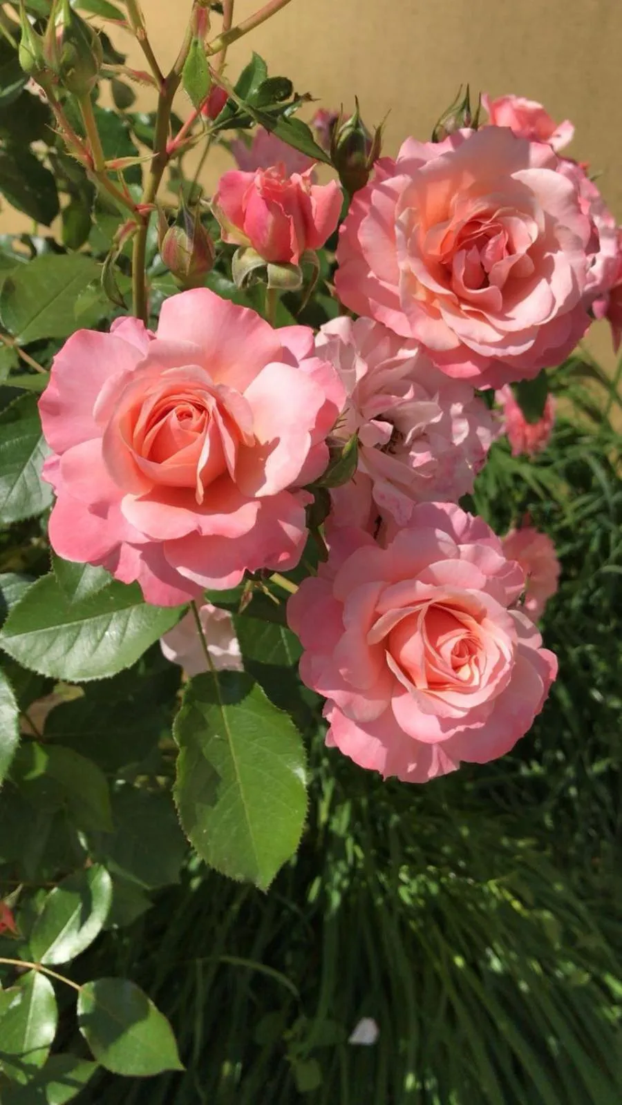 Garden in Villa Rosella Resort