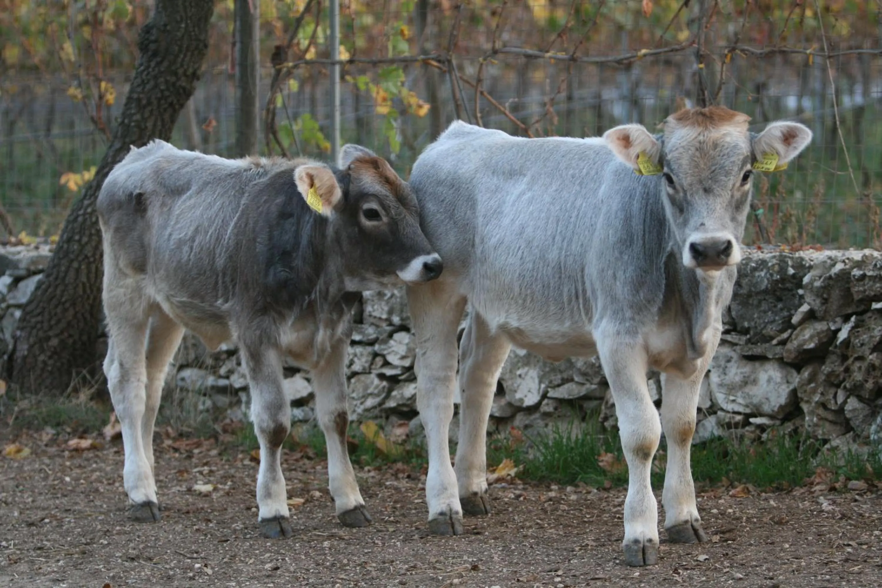 Agriturismo Amicizia