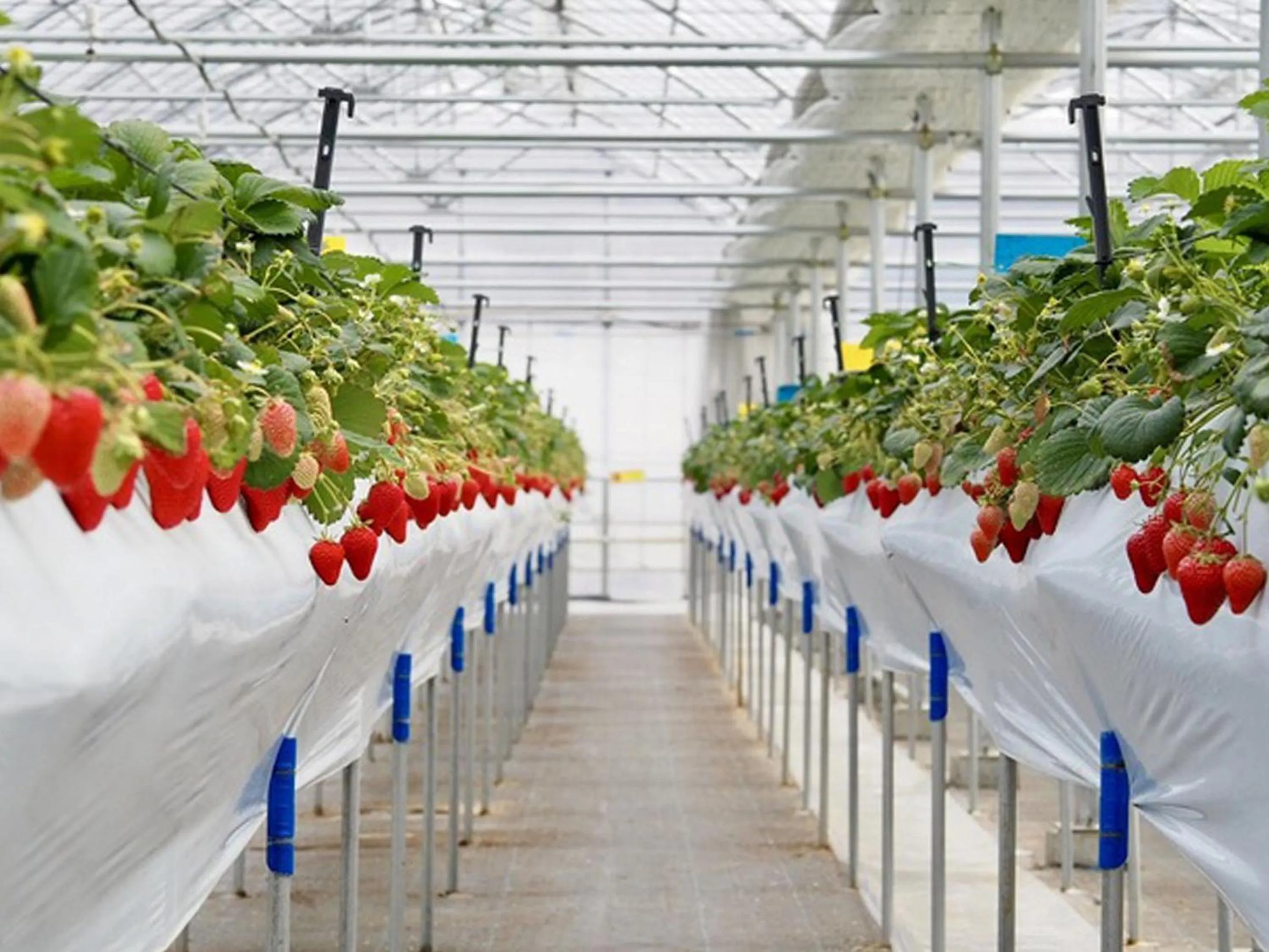 Entertainment in Le Grand Karuizawa Hotel and Resort