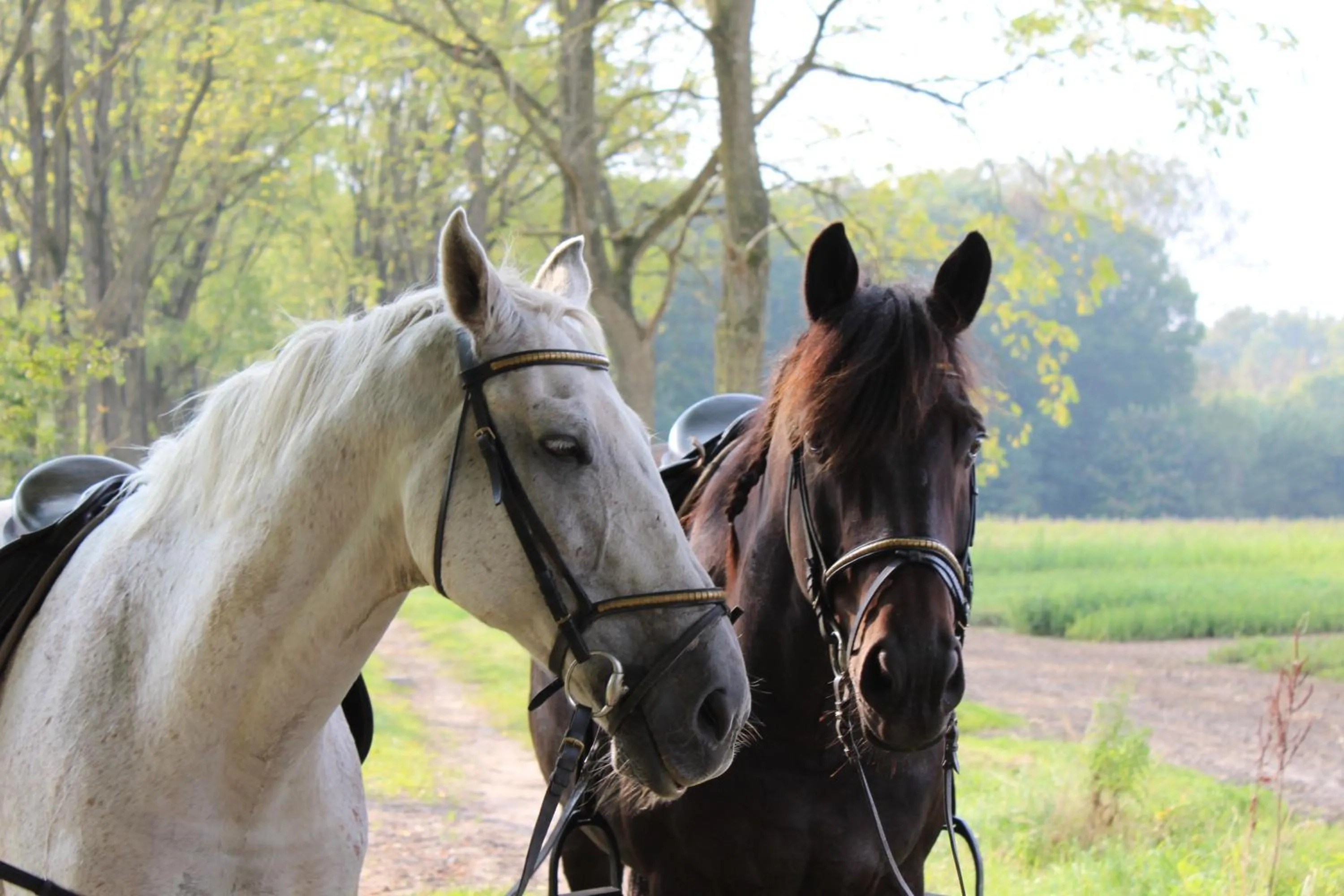 Horse-riding in Hoeve Westdijk