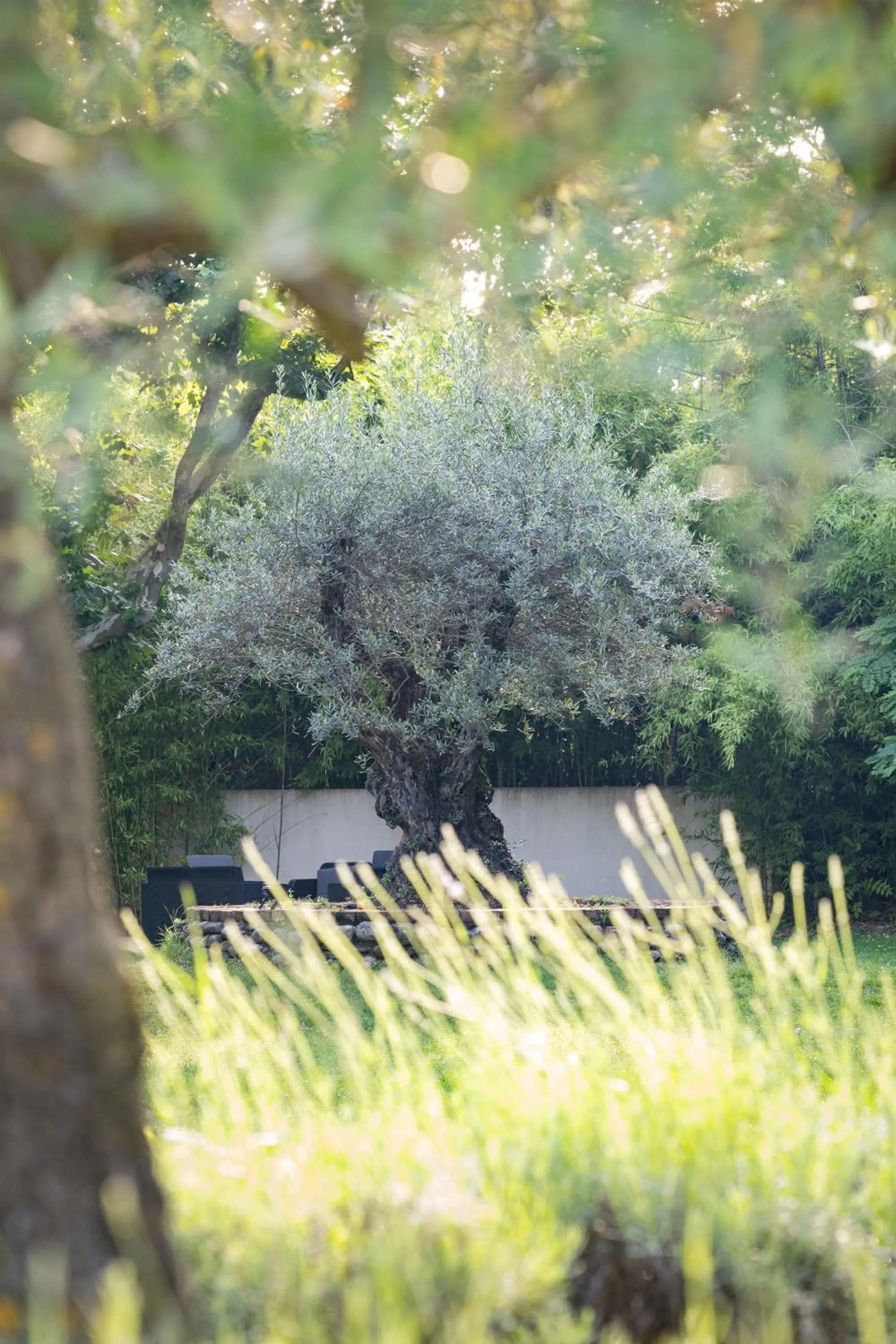 Garden in Logis Hotel Restaurant SPA Les Oliviers