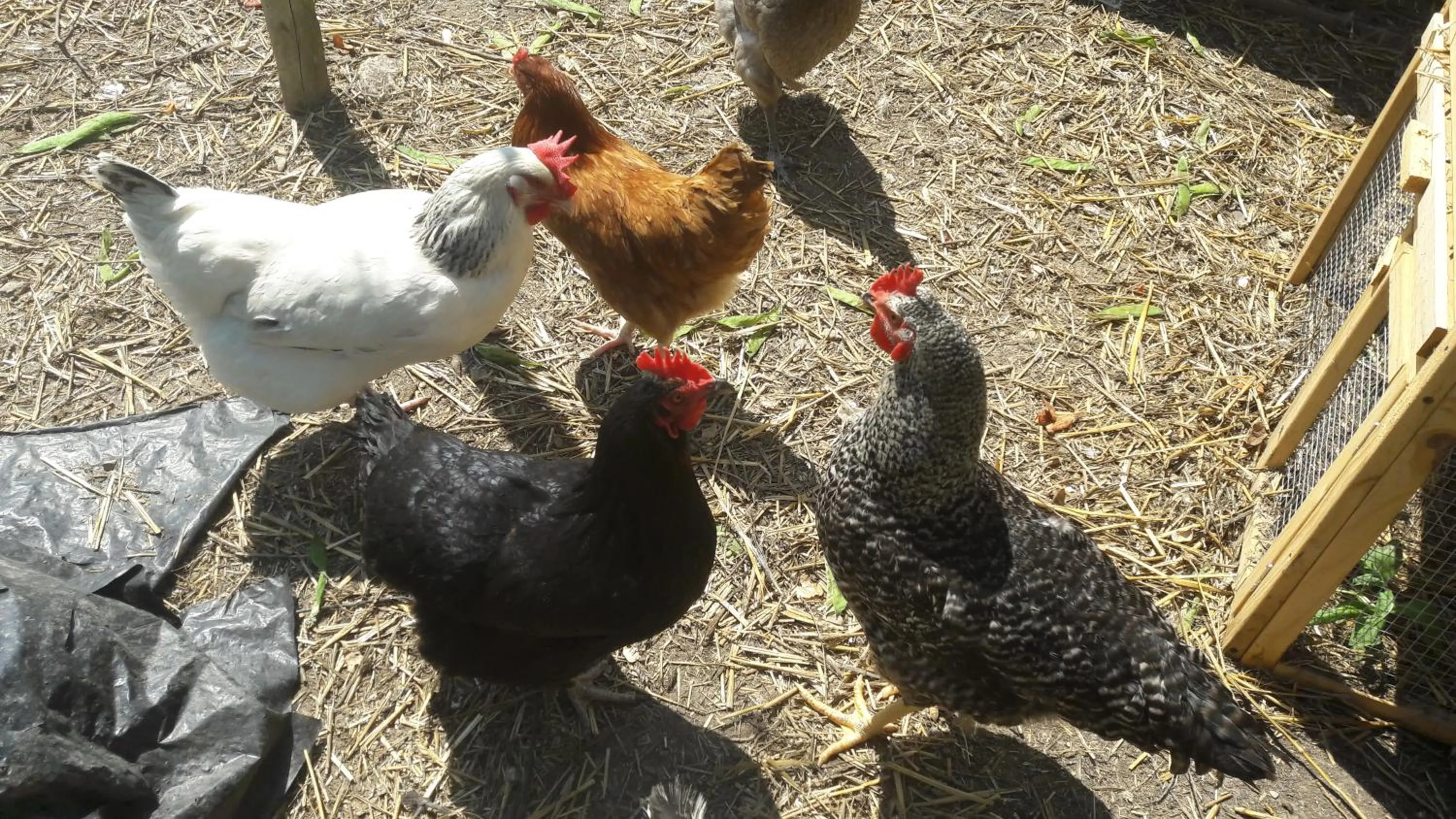 Pets in Le clos des vergers