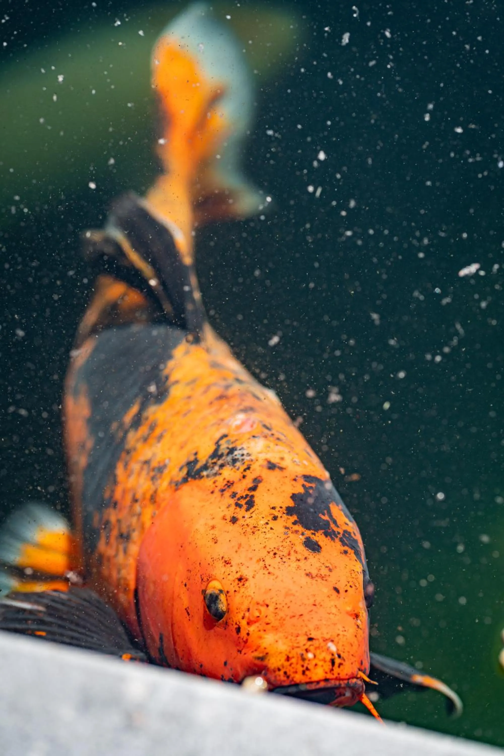 BBQ facilities in Abalona Hotel & Apartments