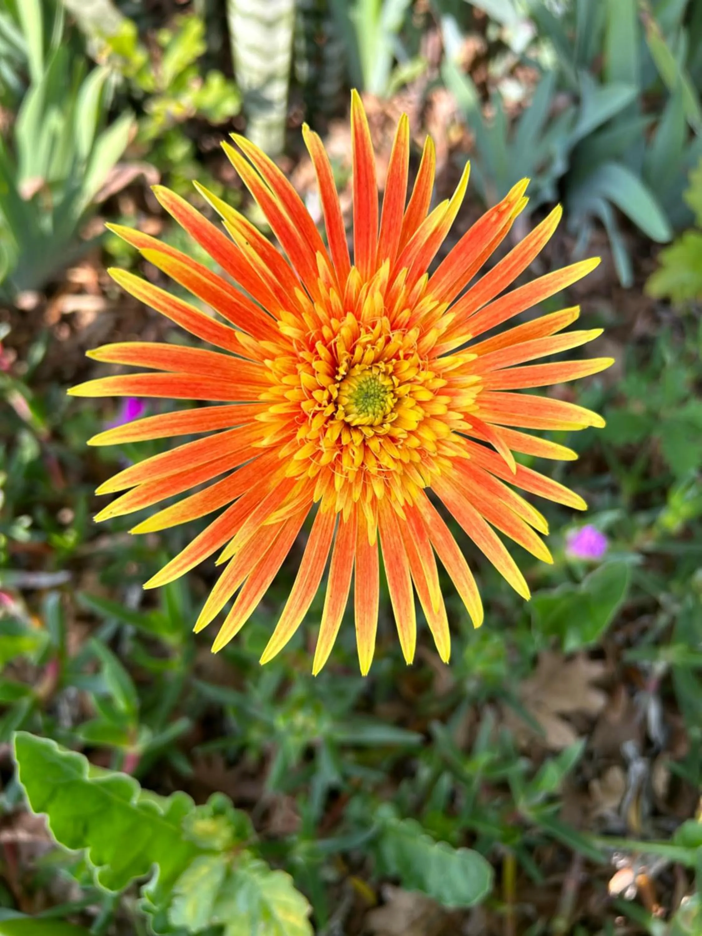 Garden in Hunter Oasis