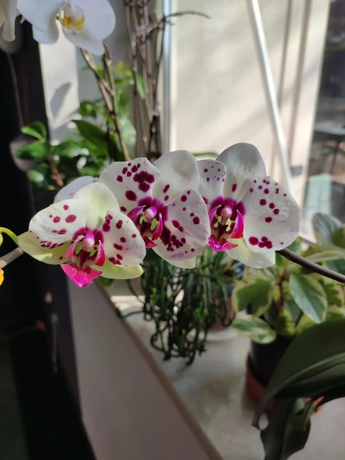 Breakfast in Albergo Zoello Je Suis