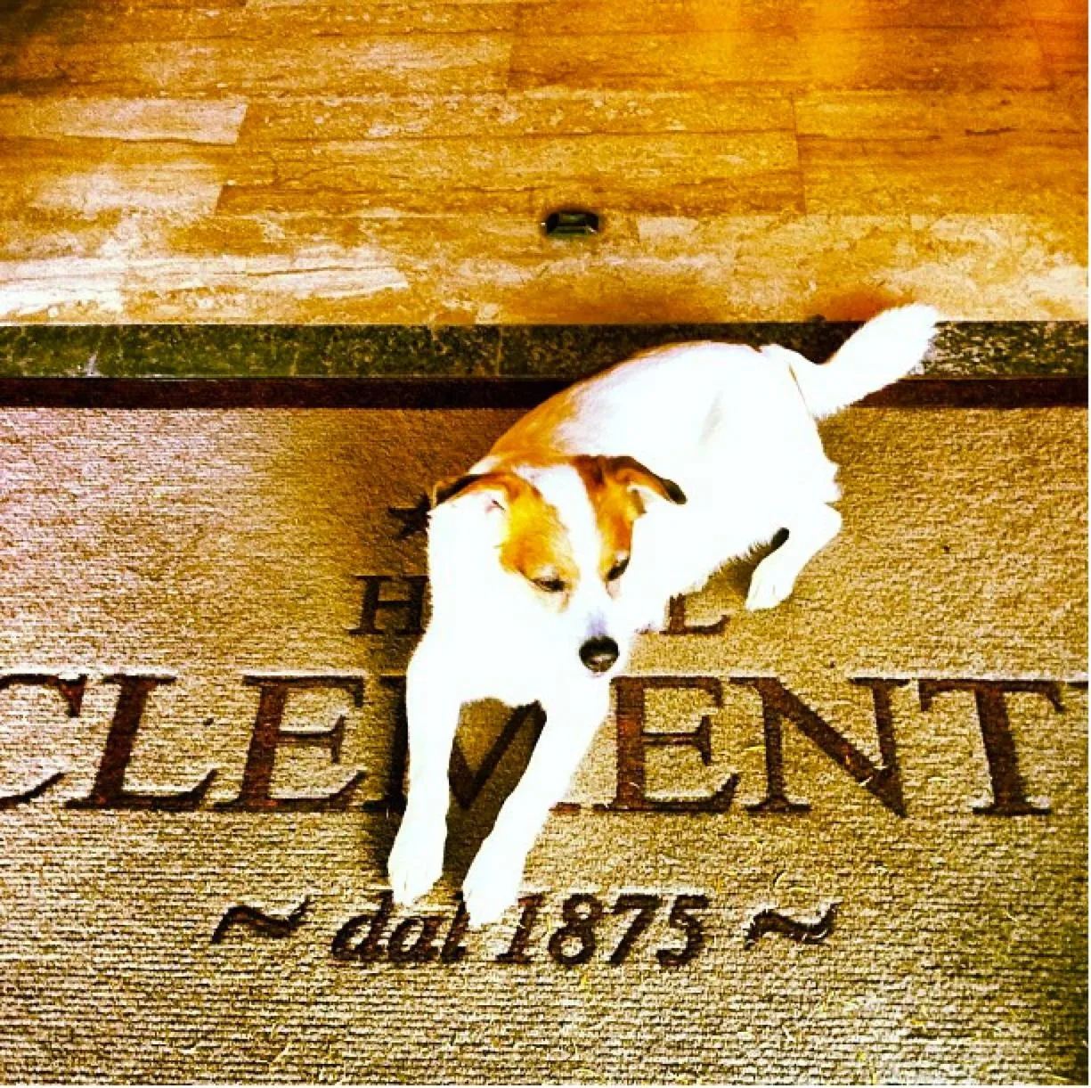 Animals in Hotel Clementi