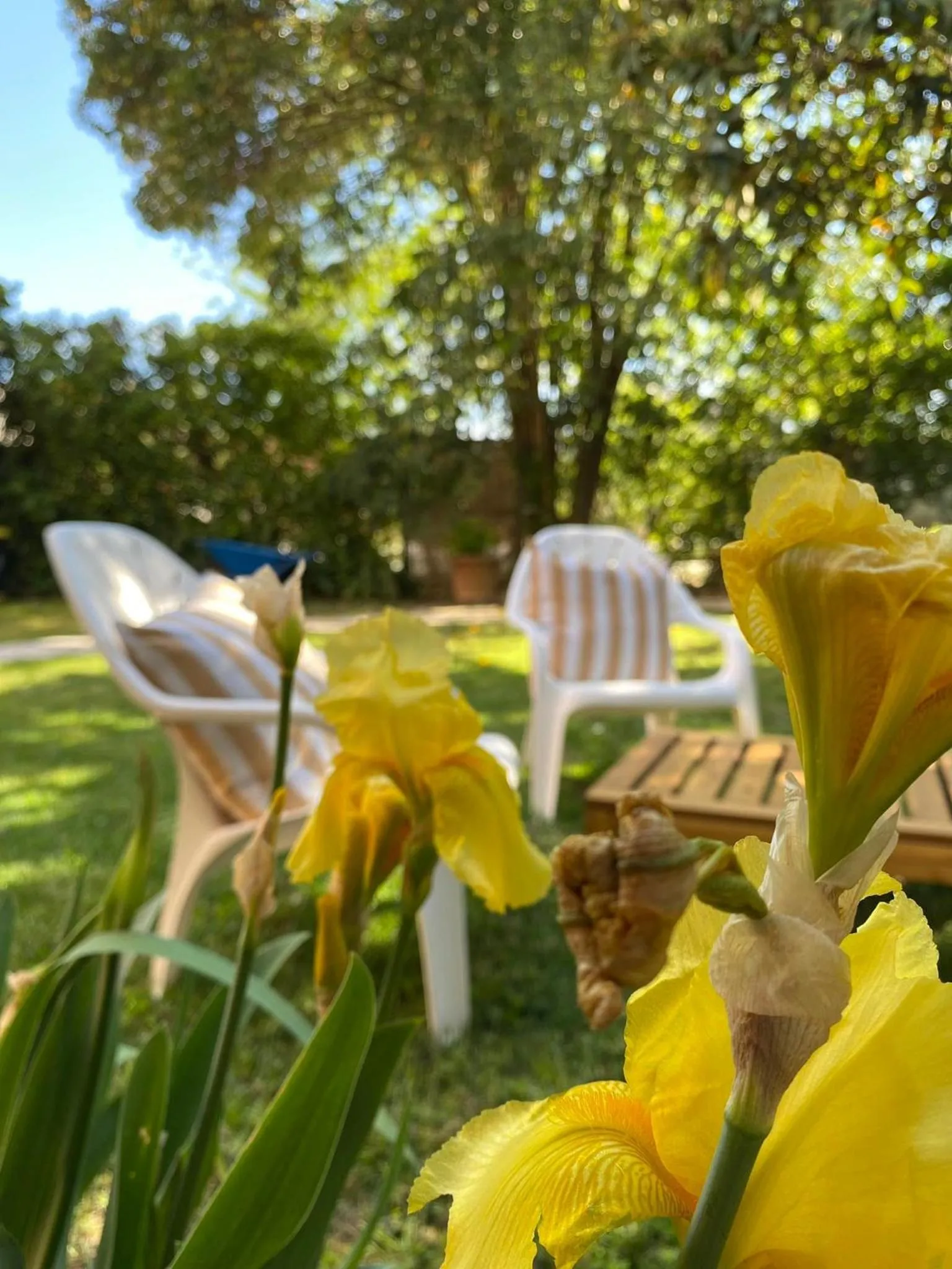 Garden view in Kaloudis Studios & Apartments