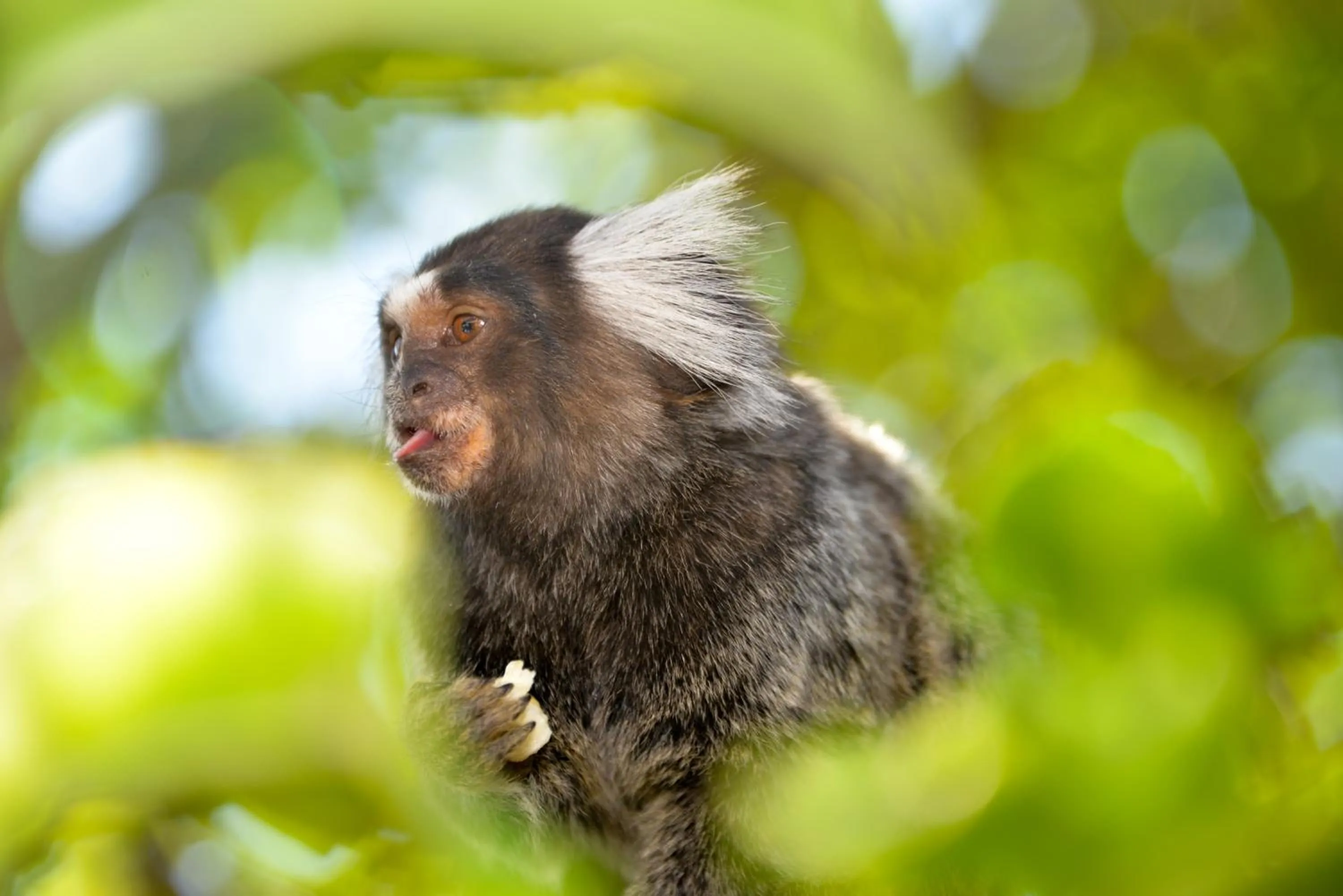 Animals in Pousada Iandê