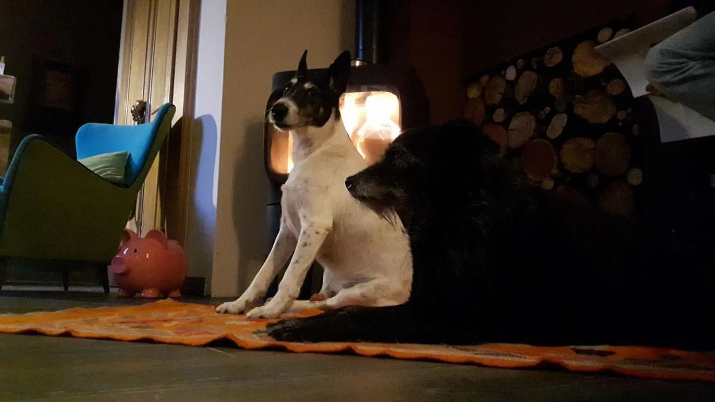 Pets in Villa Borgo Duino