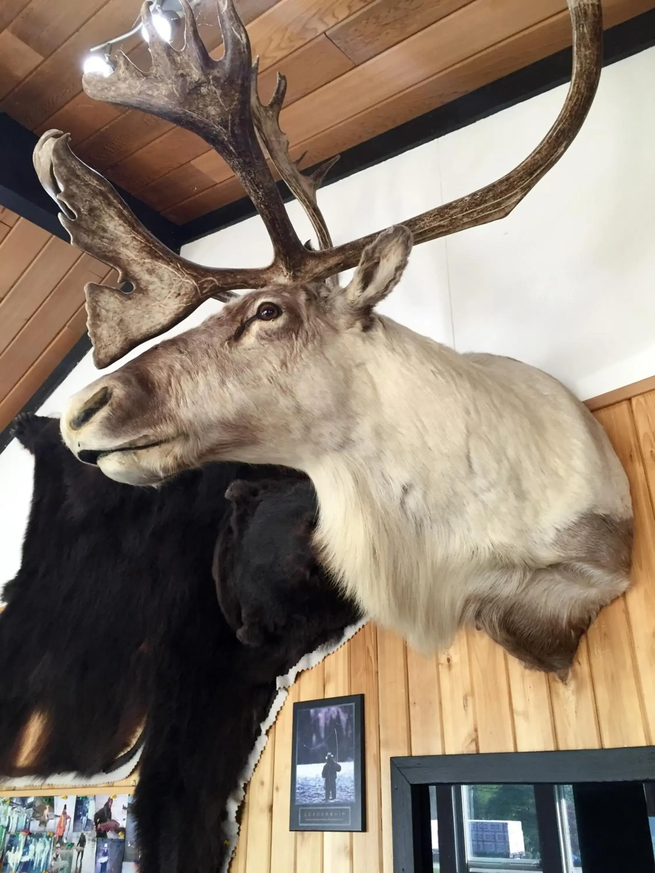 Lobby or reception, Other Animals in Copper River Motel