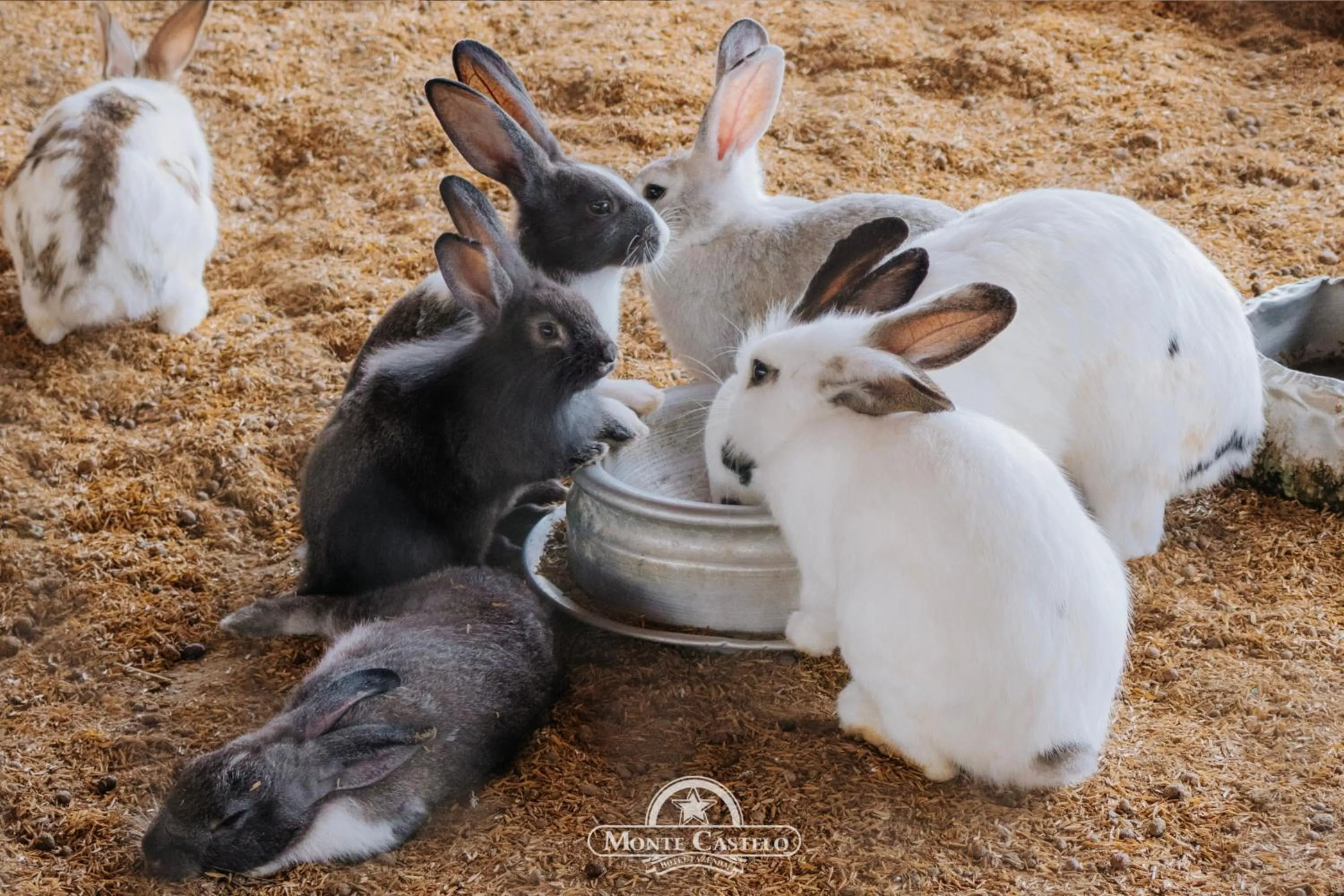 Hotel Fazenda Monte Castelo