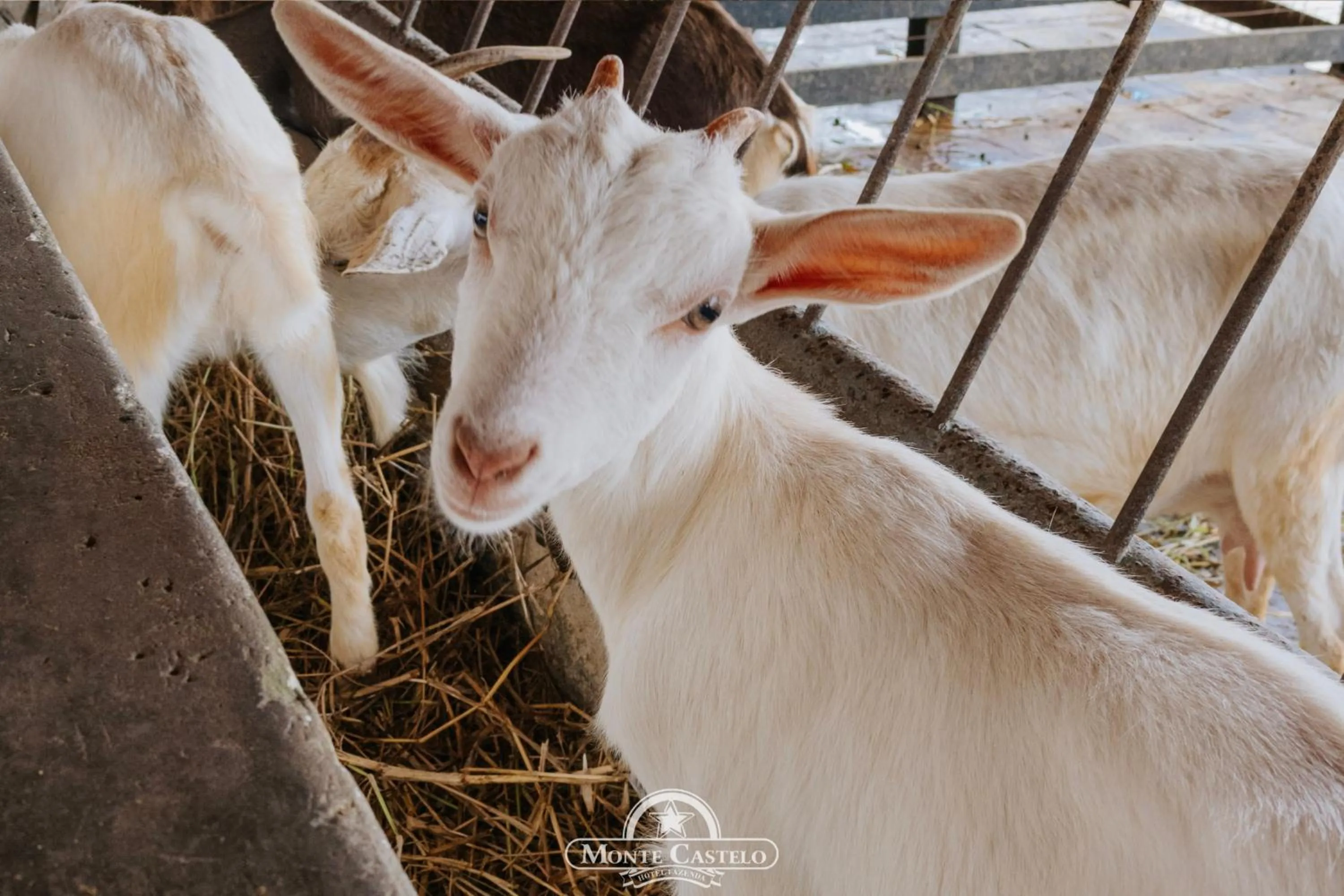 Hotel Fazenda Monte Castelo