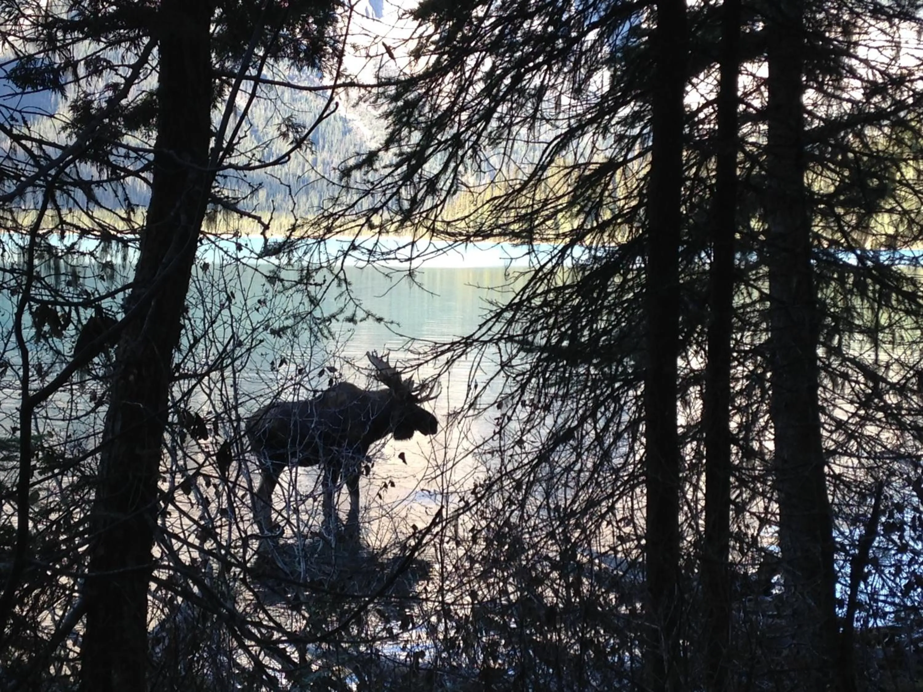 Animals in Whitewater Lodge