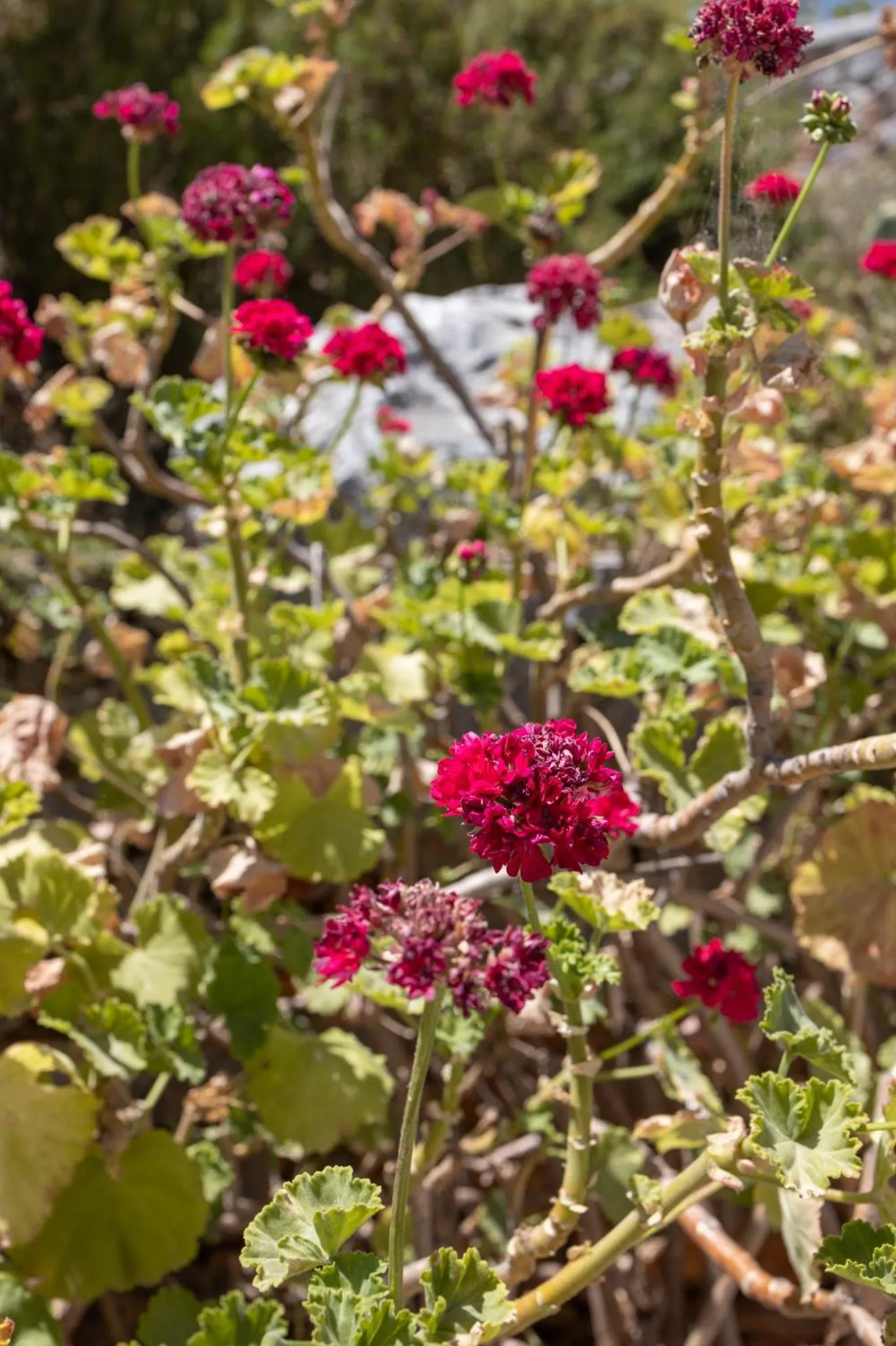 View (from property/room) in Petritis Guesthouse