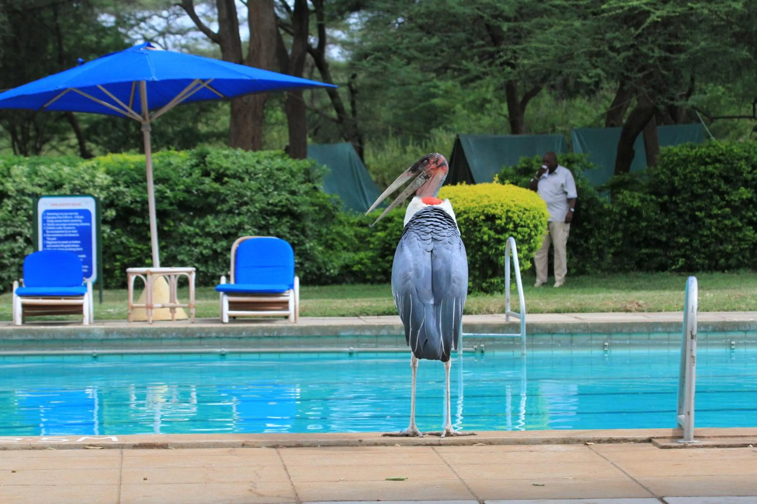 Swimming pool in Lake Bogoria Spa Resort