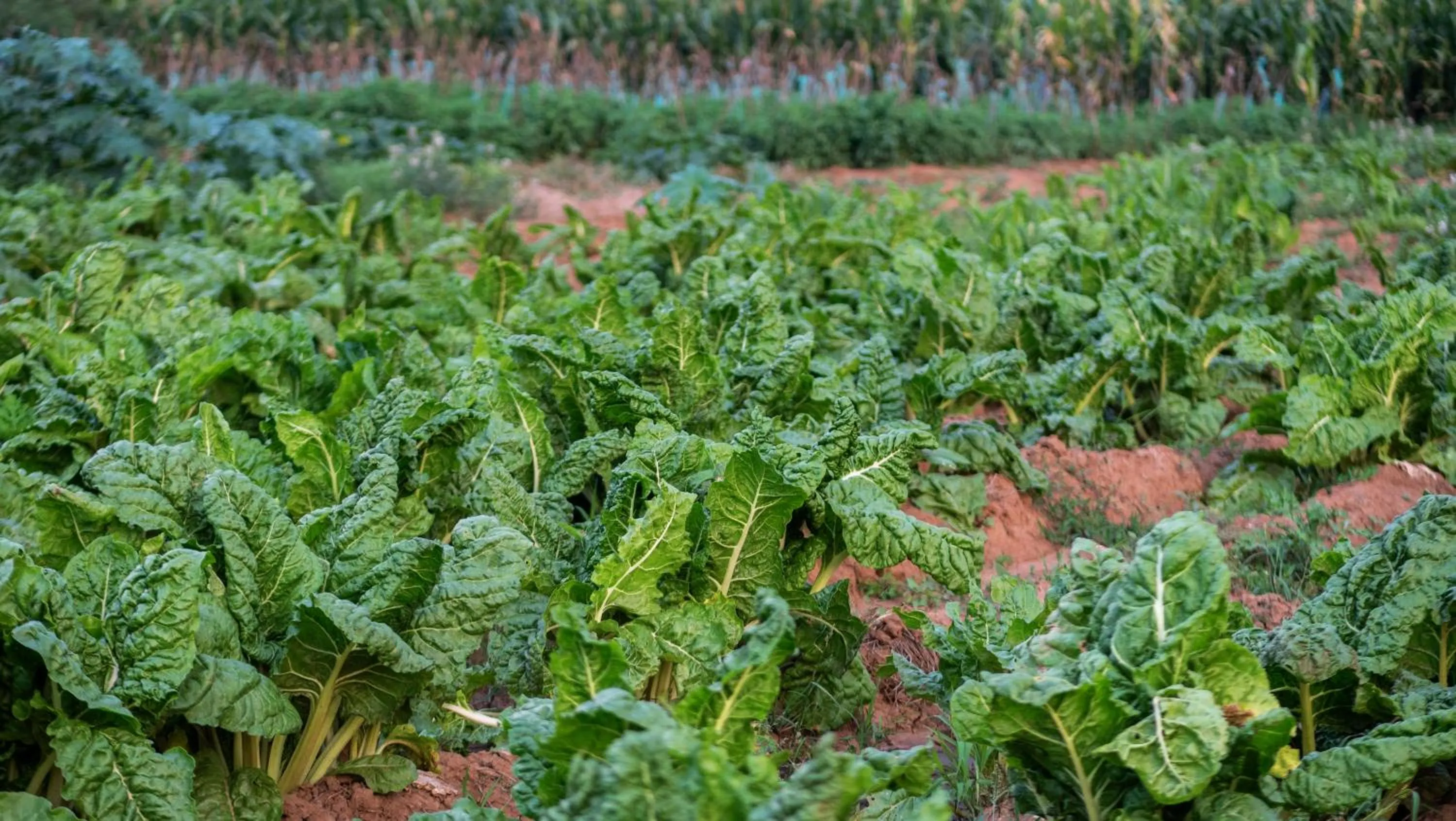 Food close-up in Lake Bogoria Spa Resort