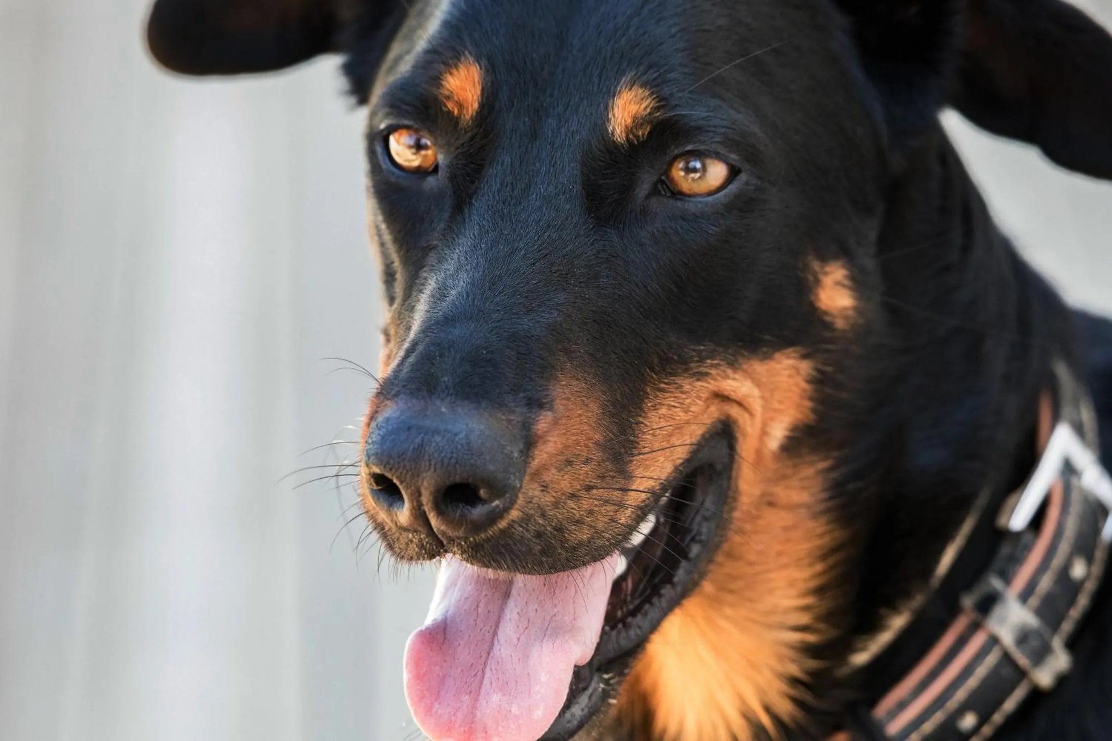 Property building in les costebelles