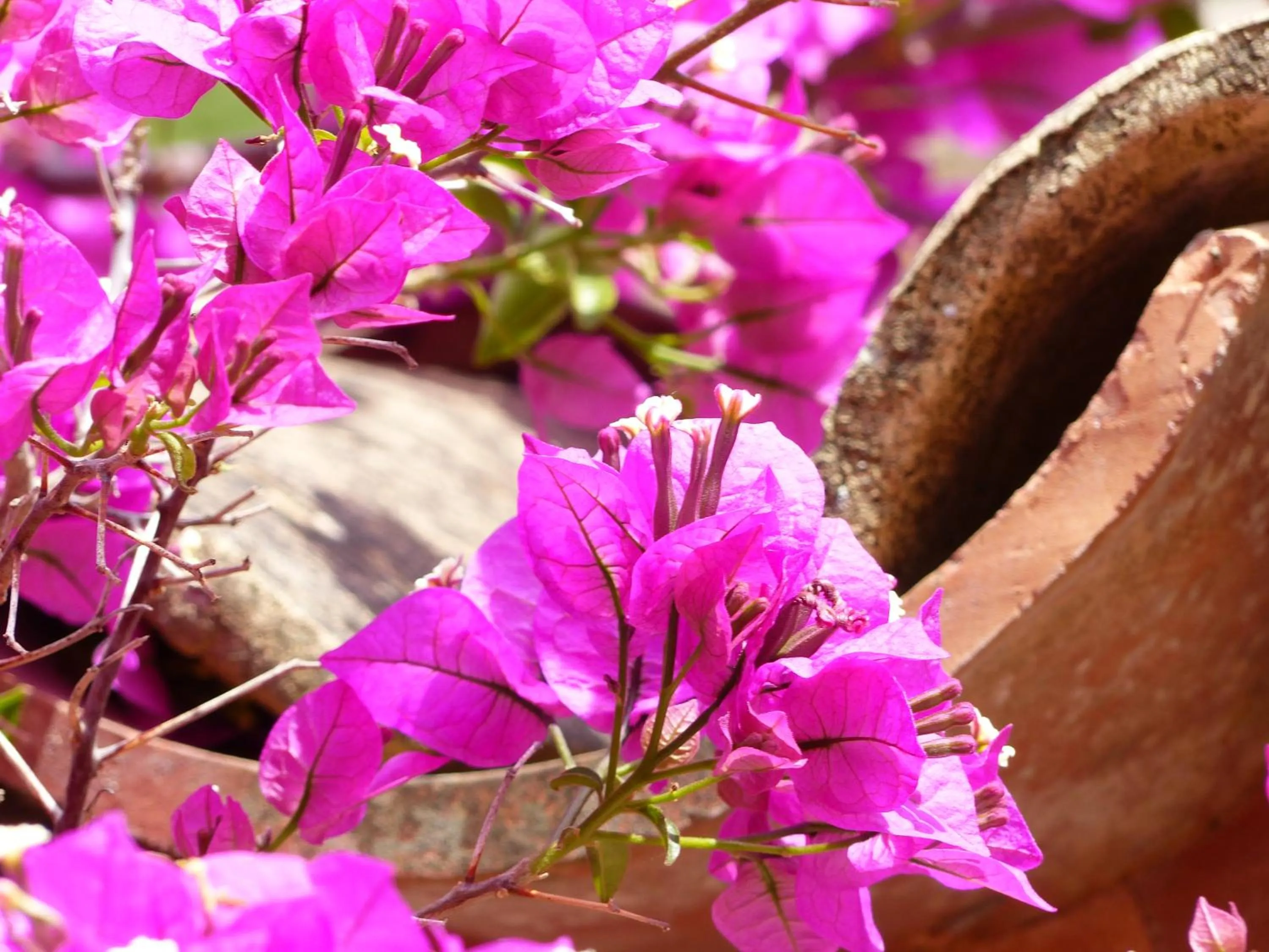 Decorative detail in Hotel Finca Ca N'ai - Adults Only