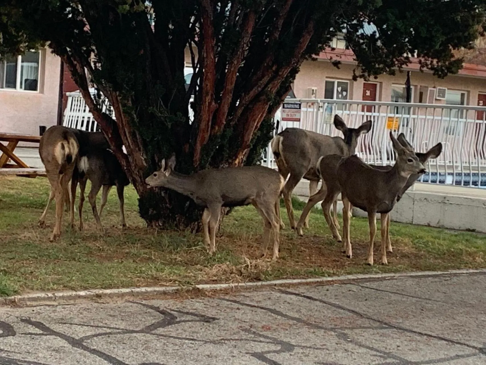 Animals in Swiss Sunset Inn