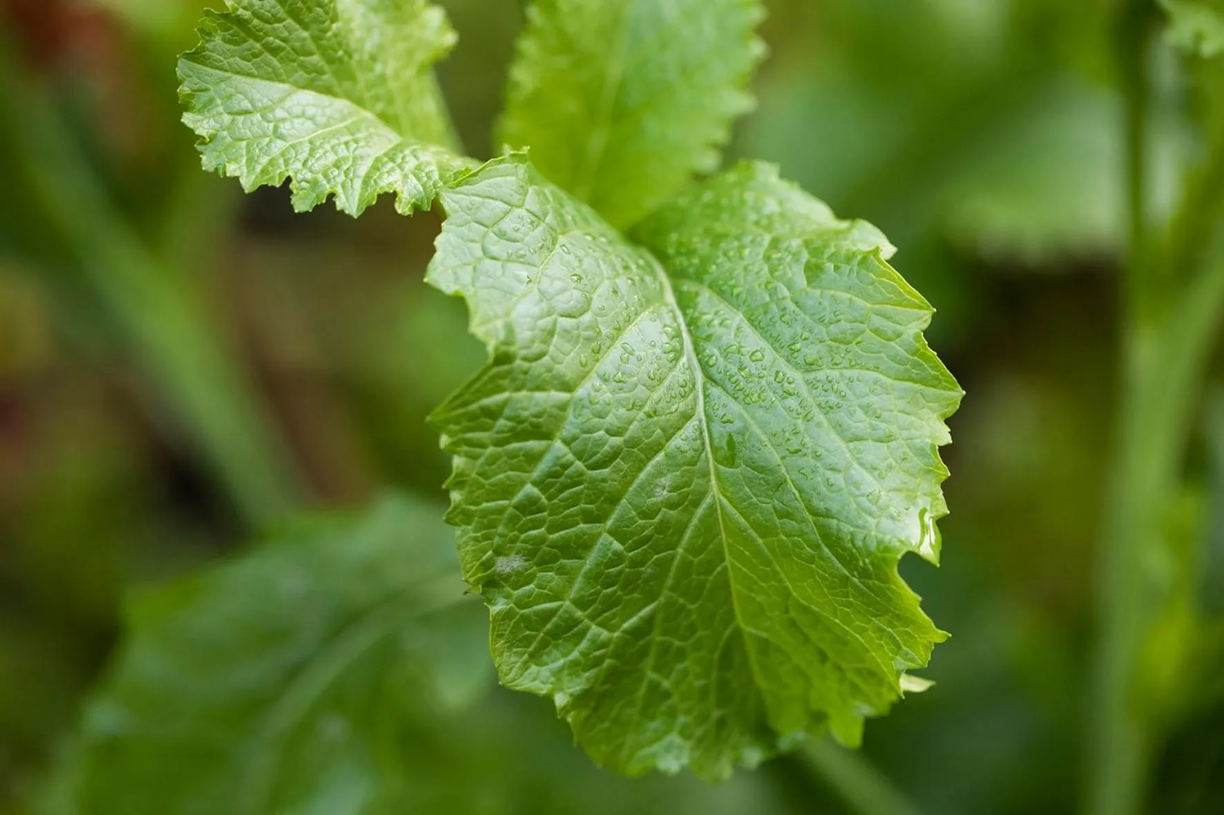 Day in Hawthorn Lodge