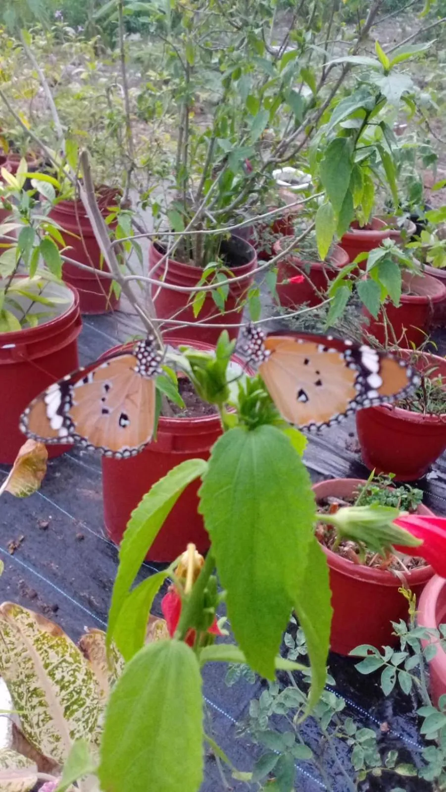 Garden in Indeevaram Residency