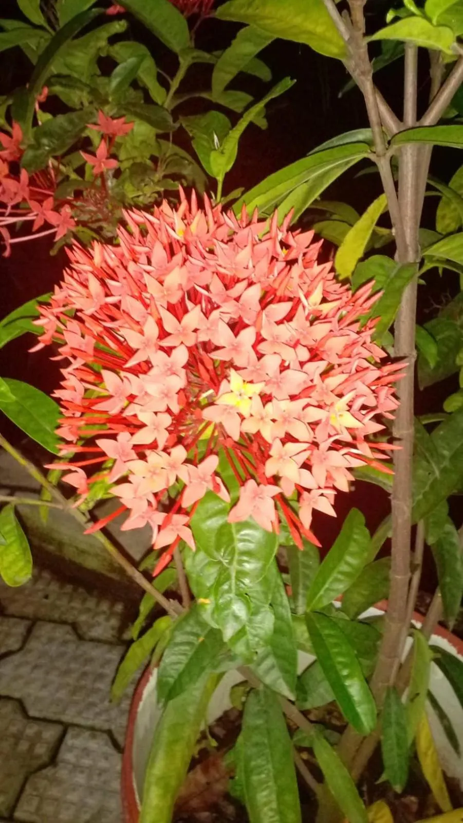 Garden in Indeevaram Residency