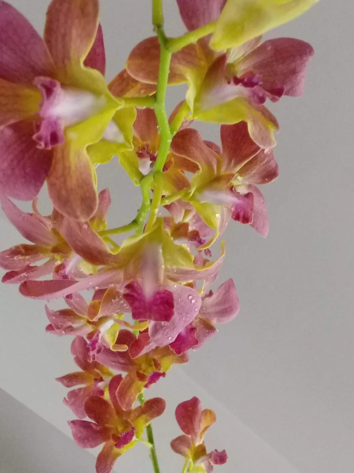 Garden in Indeevaram Residency