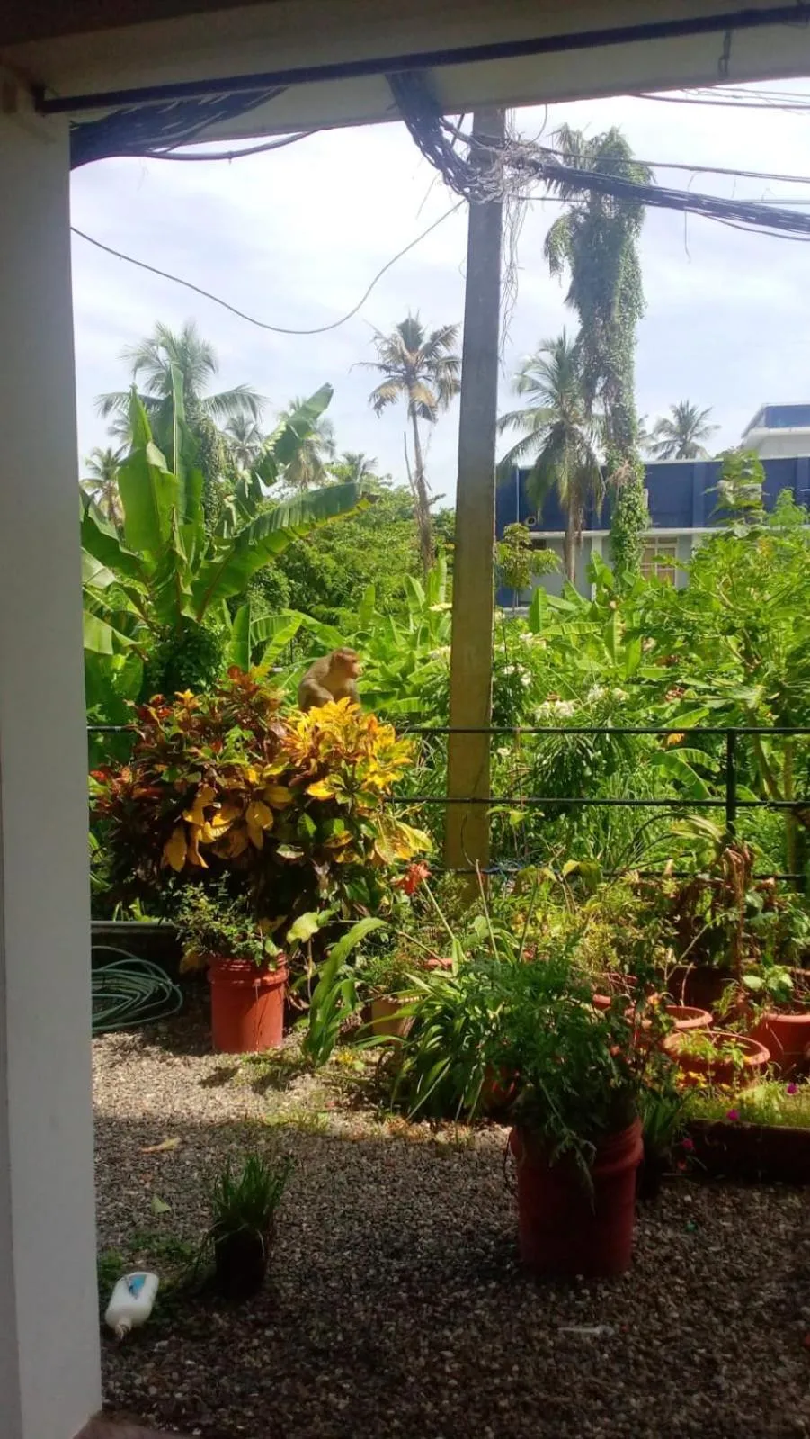 Garden in Indeevaram Residency