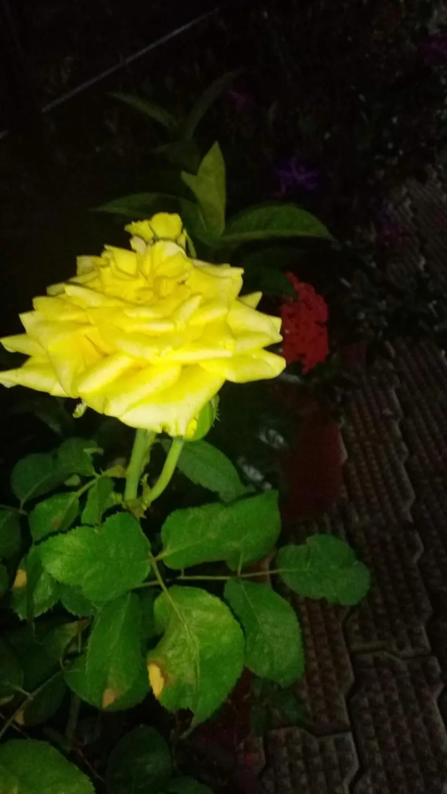 Garden in Indeevaram Residency