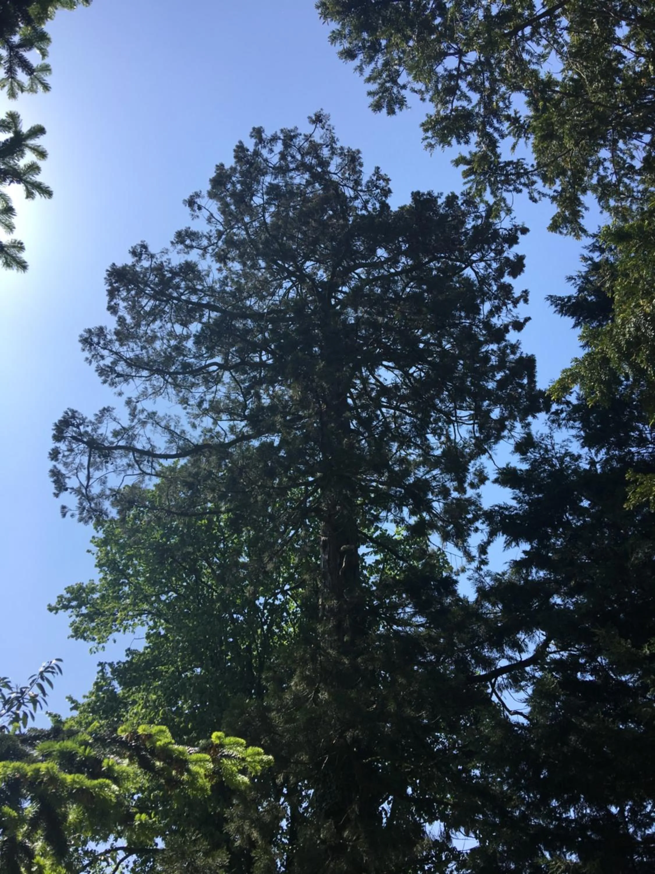 Garden in Le Château des Tourelles en Vendée