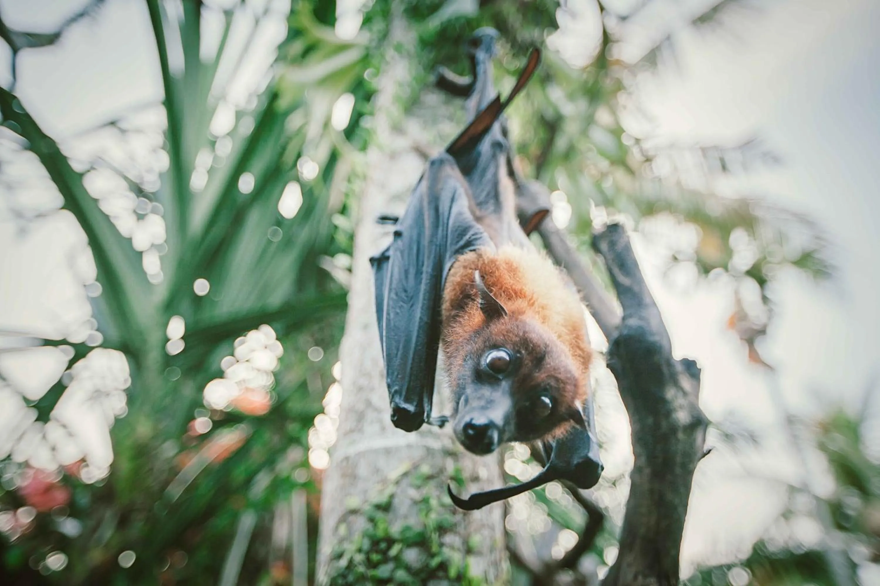 Animals in Ubud Inn Cottage by Prasi
