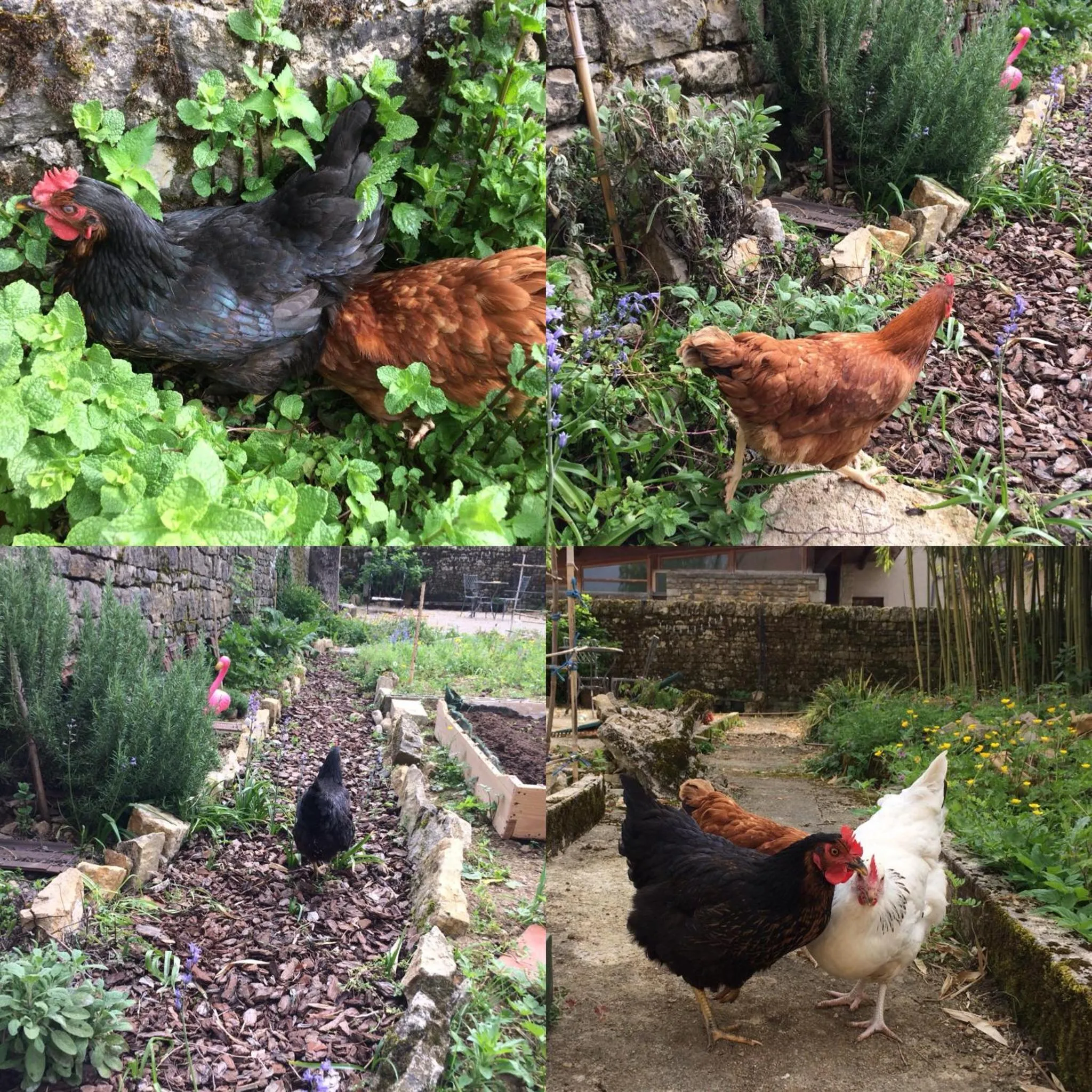 Animals in Chambres d Hôtes Les Filles Tresy